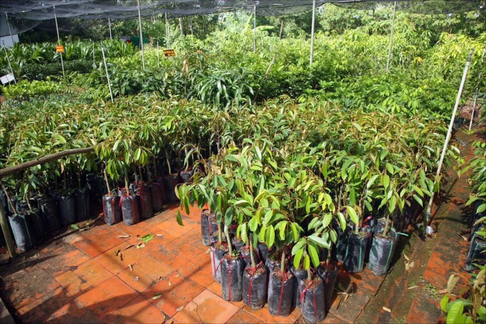 Visit a tree nursery garden.
