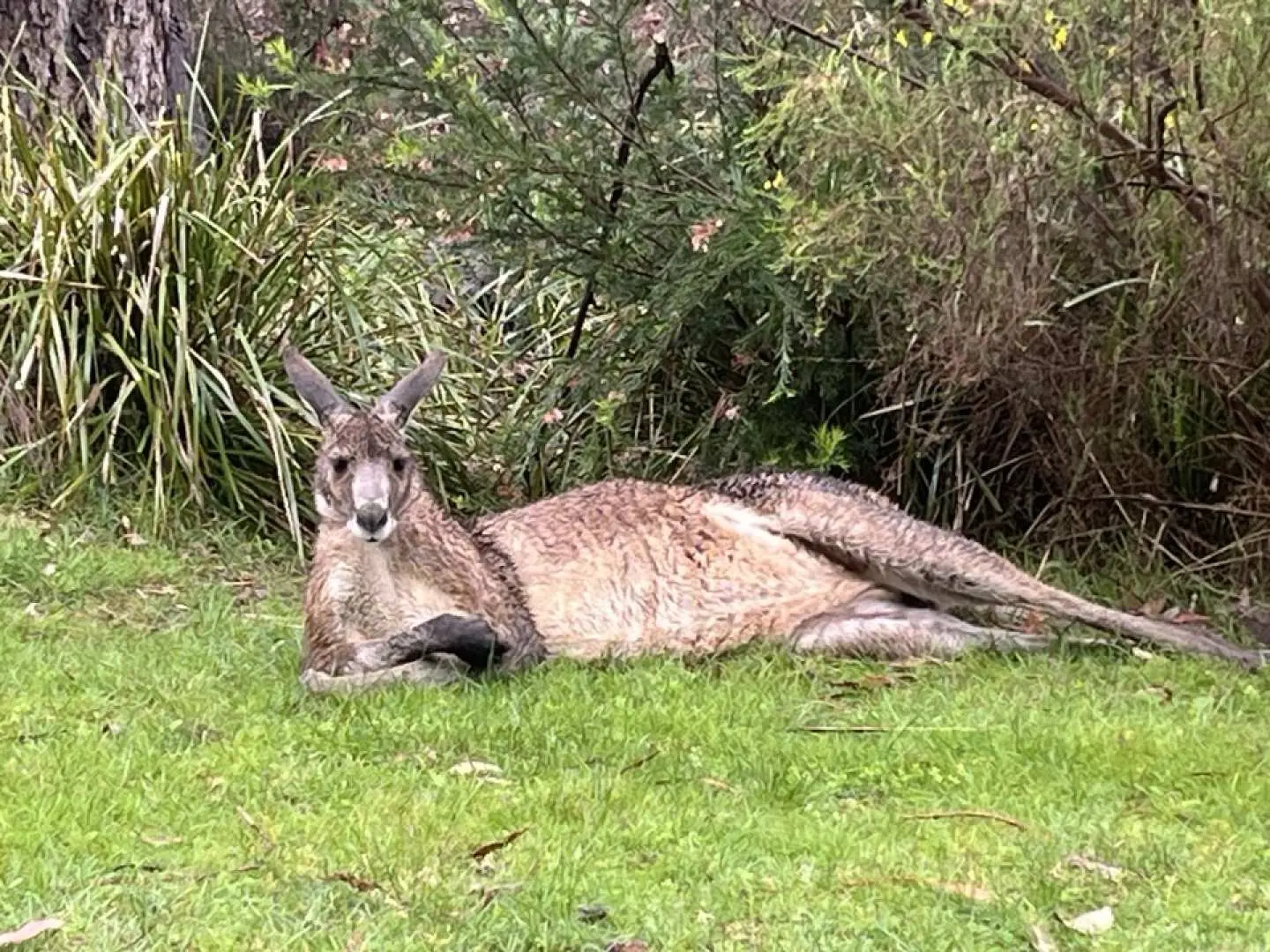 ✨ Exploring the Wild Kangaroo Secret Zone in Oji Pick! Don't miss the ecstatic experience of meeting wild kangaroos in this special place carefully selected with many years of know-how! With a 90% chance of seeing kangaroos living vividly in nature, the opportunity awaits you. Take great photos and experience unforgettable moments! Enjoy a special encounter with kangaroos amidst the wonders of nature and feel the true charm of the wilderness. (This is the start of the summer season, and the schedule order may change depending on local circumstances.)