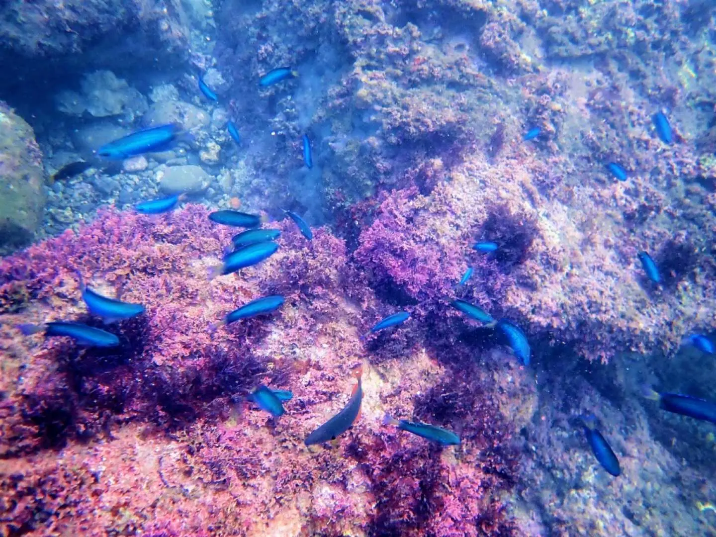 添加浮潜，享受奇妙的海底世界