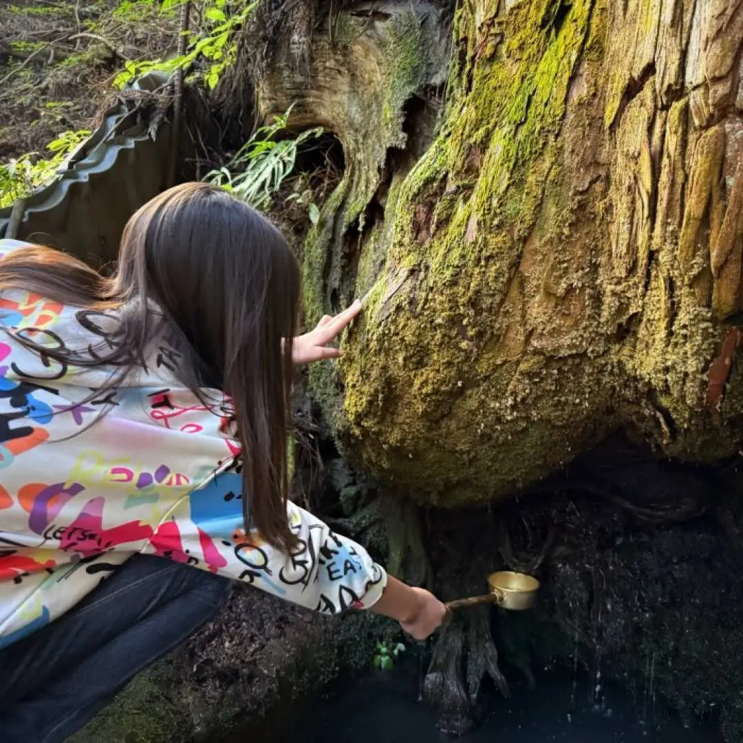 We take a short 10-minute hike along a mountain trail to collect special water that springs from the base of a giant cedar tree, a symbol of the area.