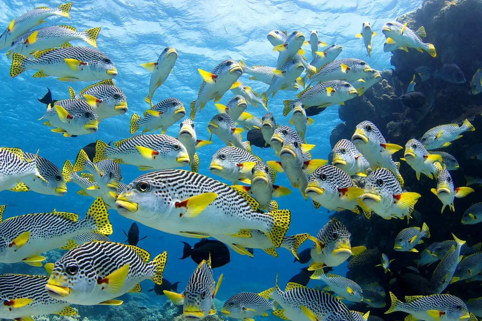 大堡礁水下特寫，一大群色彩鮮豔的甜唇魚（或類似魚種）聚集成群，展現凱恩斯潛水浮潛的豐富海洋生態。