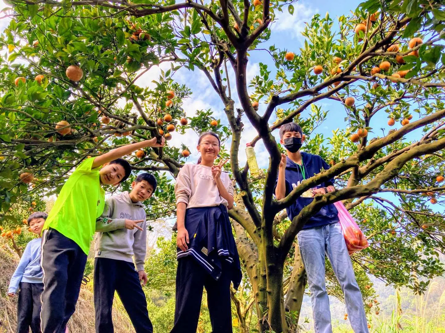 Picking oranges in the countryside