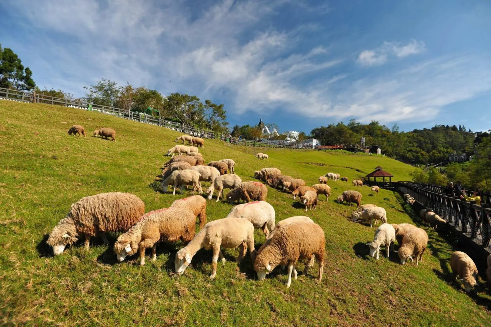 Several sheep grazing on a verdant hillside at Cingjing Farm's Qingqing Grassland, with European-style buildings and a wooden walkway in the background, capturing the serene 'Little Switzerland of Taiwan' ambiance.