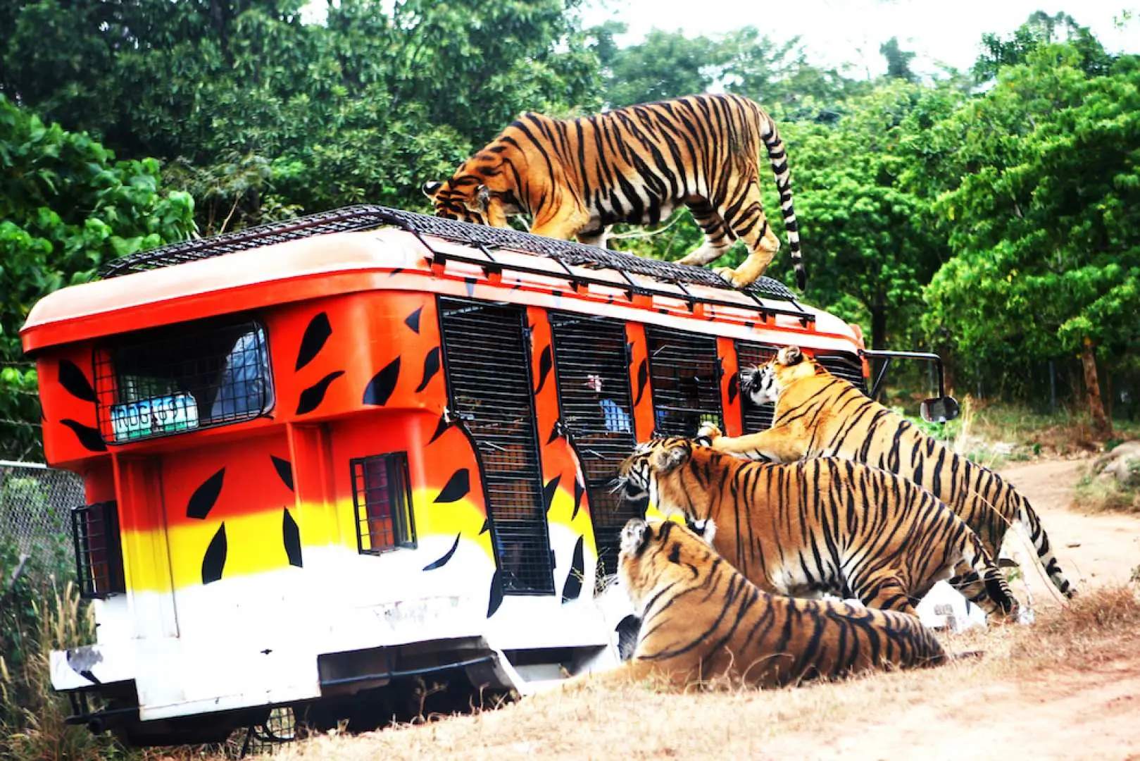 Tigers near train enclosure at Zoocolate Thrills Bohol, Philippines, for thrilling visitor viewing of wild animals.