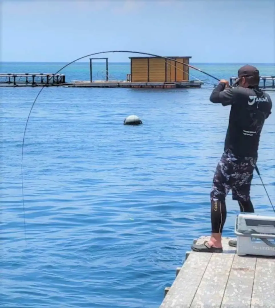 沖繩本部筏釣，釣客在寬敞平台上專注釣魚，彎曲的釣竿預示豐收，享受新手也能輕鬆上手的海上樂趣。