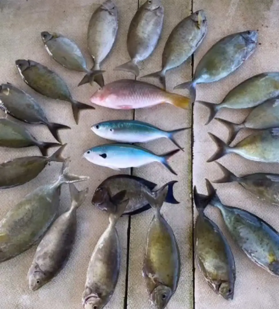 沖繩本部筏釣的豐富漁獲展示，多樣化的魚種精心排列於木板上，凸顯水深18-20米處的魚群資源與成功釣魚樂趣。