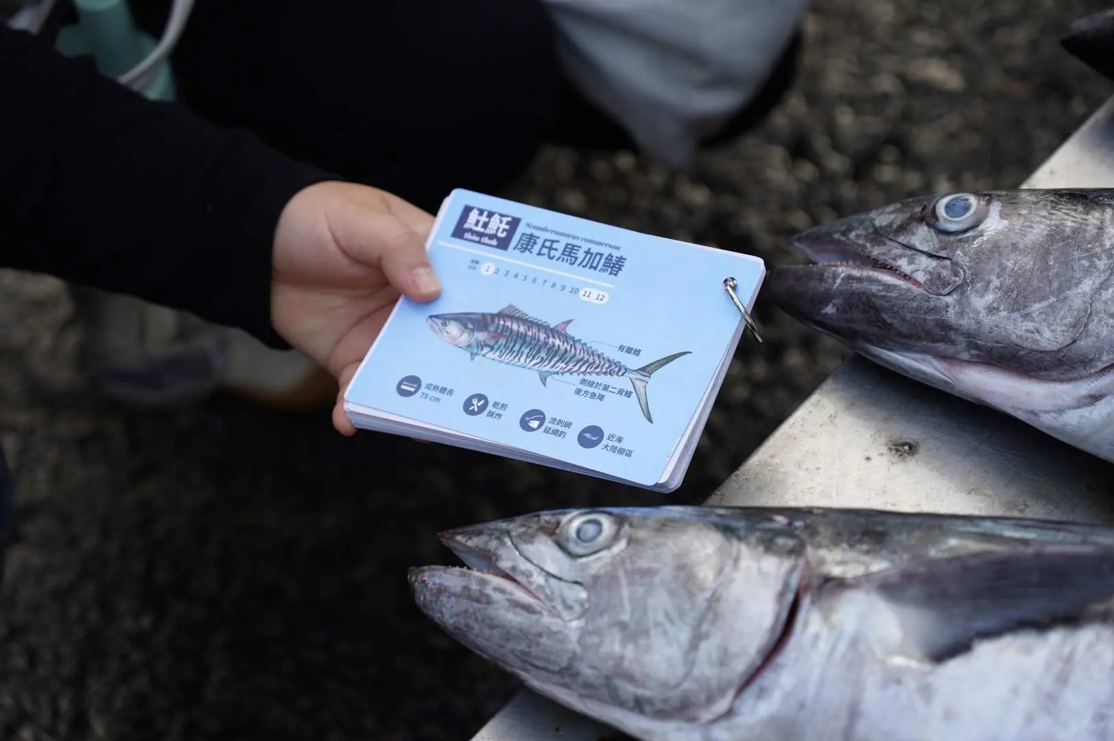 遊客手持澎湖魚明星攻略，比對馬公漁港市場內的新鮮土魠魚，學習如何辨識與選購當季魚種。