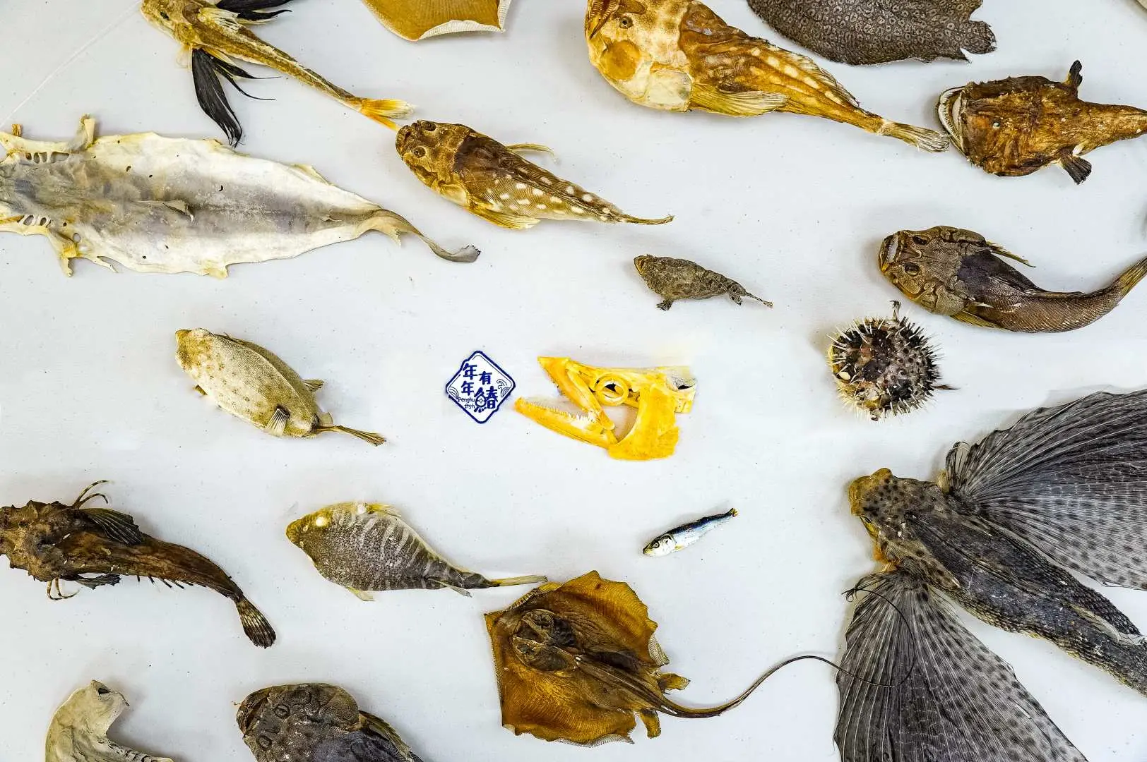 澎湖魚標本製作課程，展示多樣乾燥魚類標本和魚骨，讓親子發掘海洋生物的奧秘，體驗深度旅遊樂趣。
