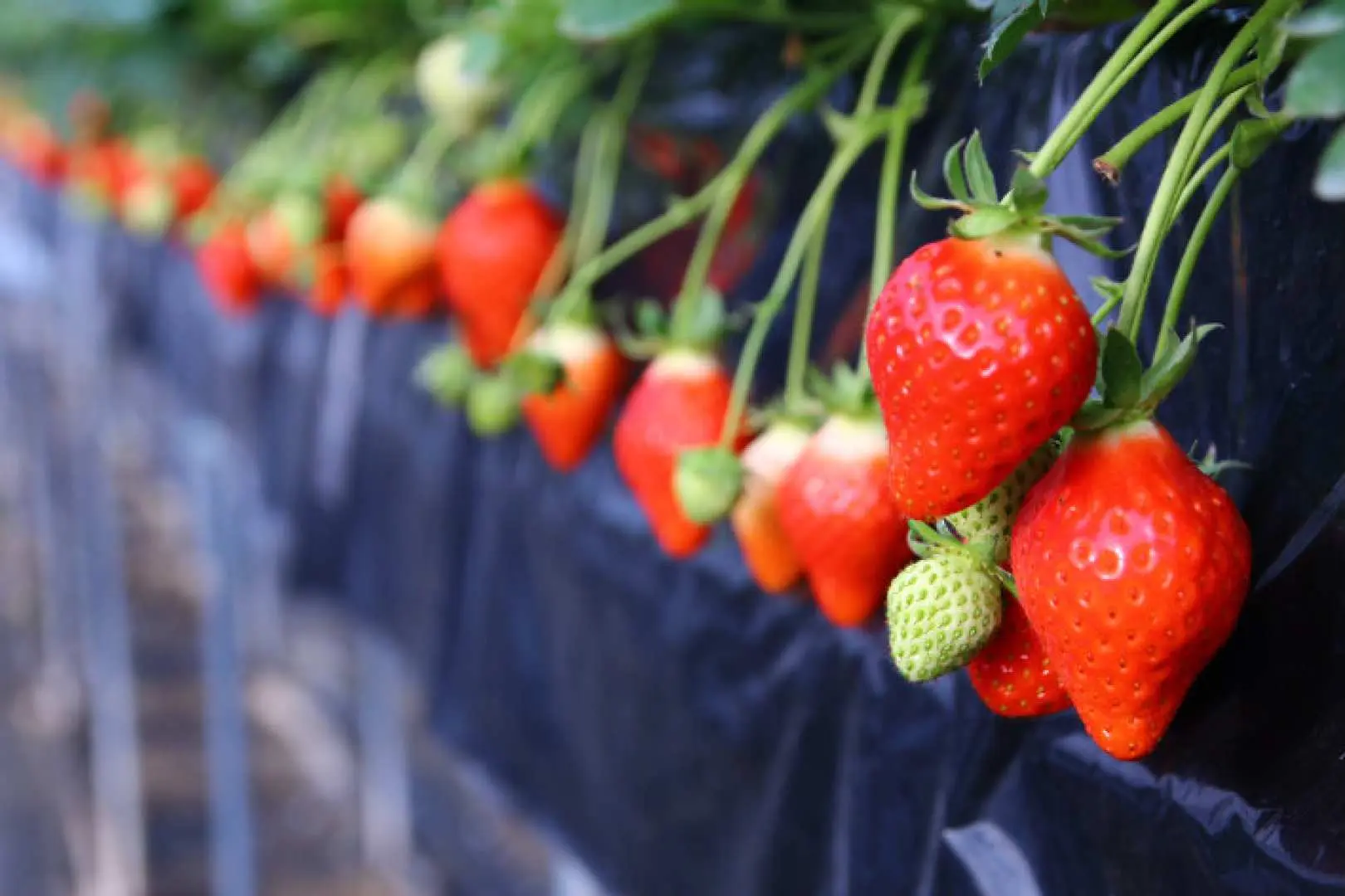 A close-up shot of vibrant red and plump strawberries, neatly growing on hydroponic rows, highlighting the delicious and fun strawberry picking experience during the tour.