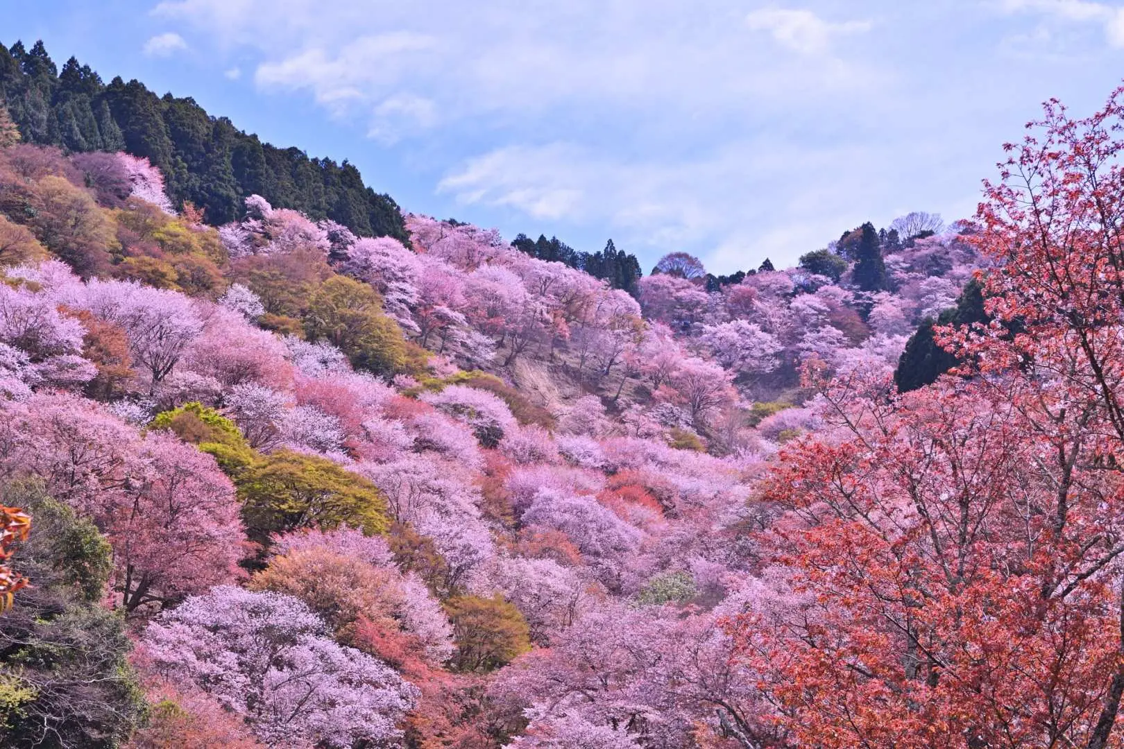 A spectacular panoramic view of Mount Yoshino's cherry blossoms, with entire hillsides covered in a sea of pink and white cherry trees, a renowned and refreshing cherry blossom viewing spot in spring Japan.