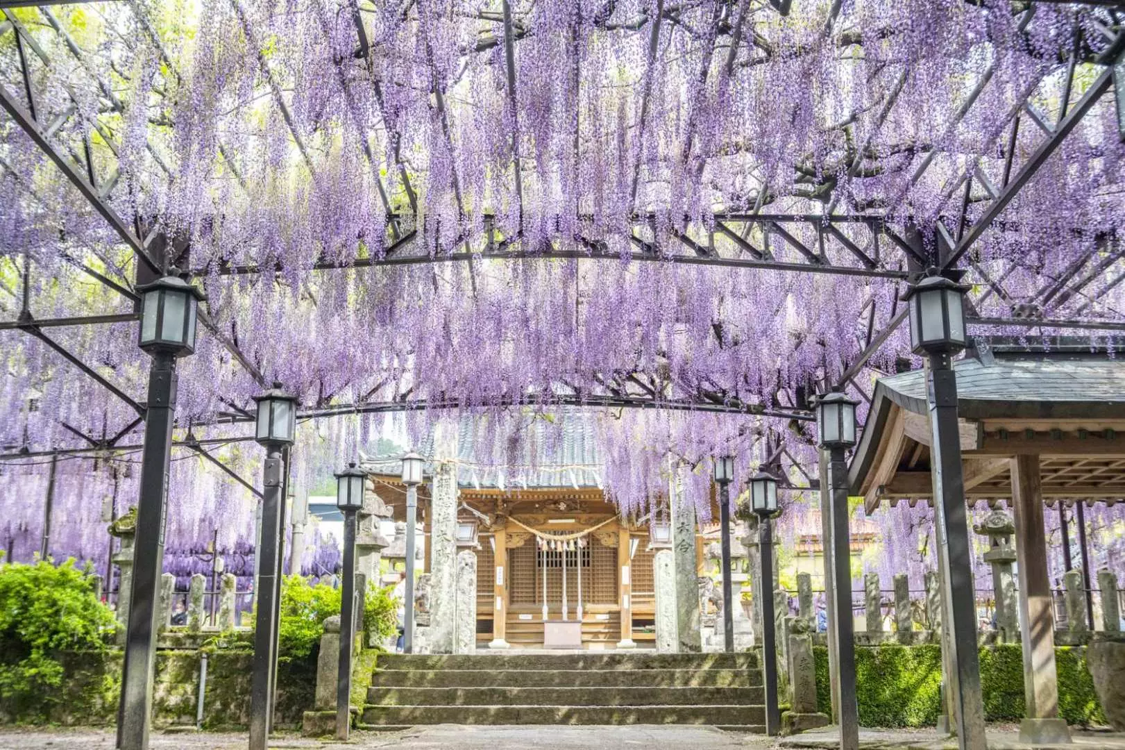 太宰府天滿宮內紫藤花棚架下，垂墜的紫色花串營造浪漫唯美的氛圍，是春季限定的必訪美景，充滿和風詩意。