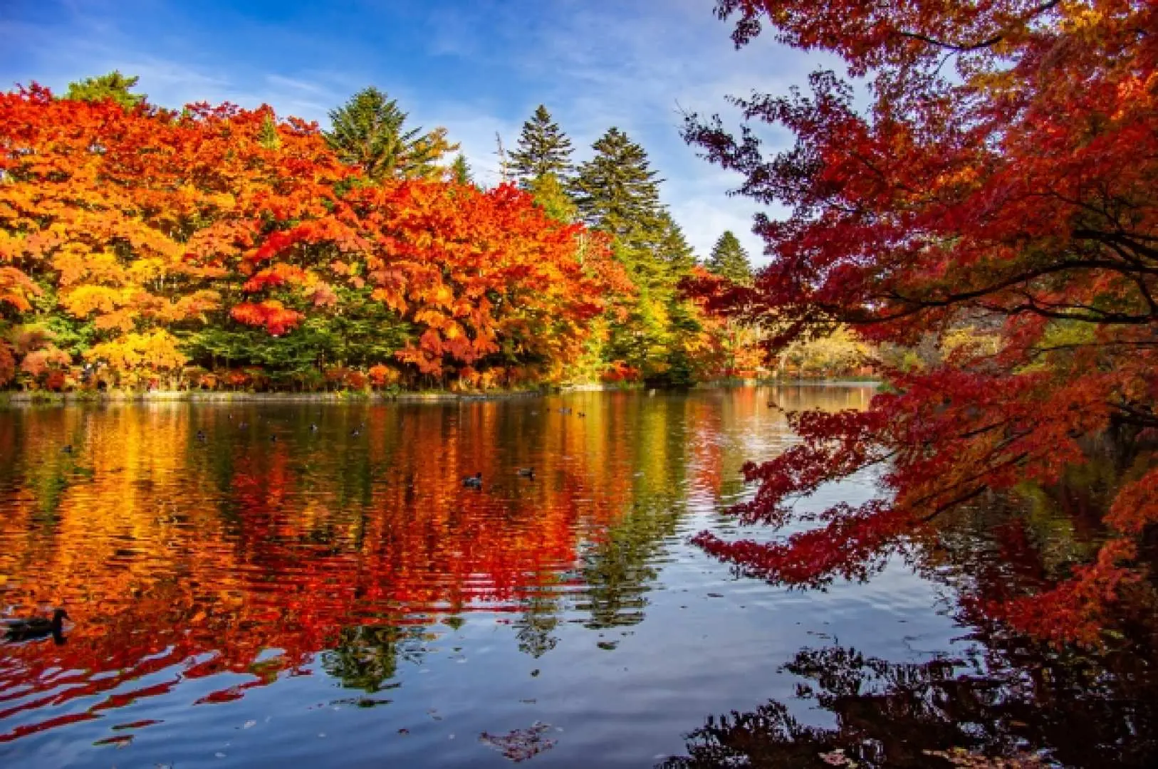 日本關東包車一日遊，輕井澤雲場池的秋季景致，鴨群悠游於湖面，楓葉林倒影色彩豐富。