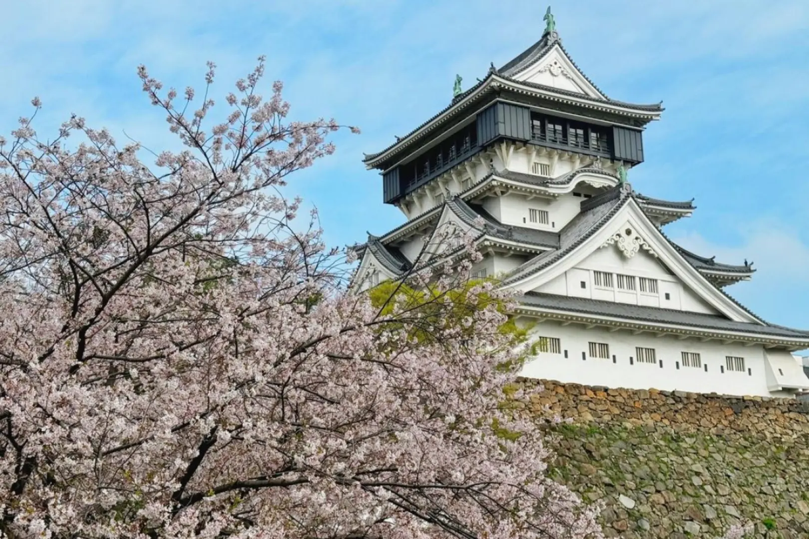 Kitakyushu's Kokura Castle amidst blooming cherry blossoms in spring, where ancient castle walls intertwine with soft pink sakura, offering a glimpse into Japanese historical charm.