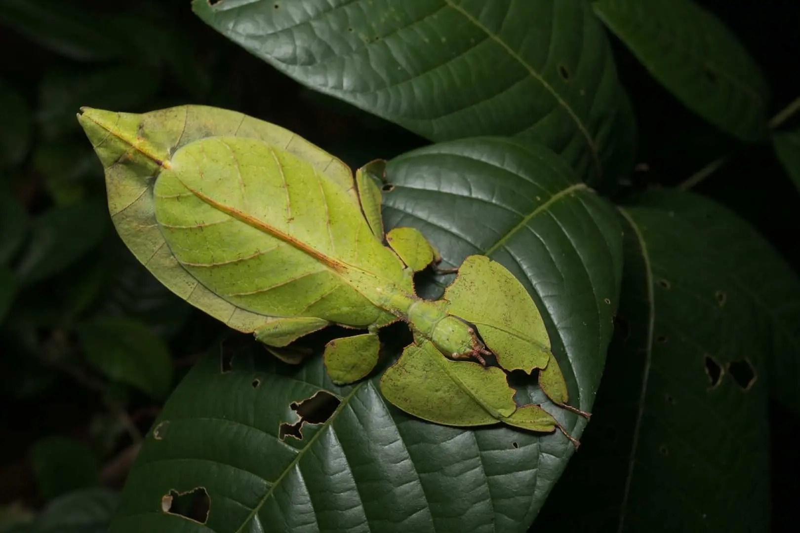 A leaf insect perfectly camouflaged as a green leaf is discovered during a Pasir Ris, Singapore night walk, showcasing the fascinating survival strategies of insects in the tropical mangrove forest.