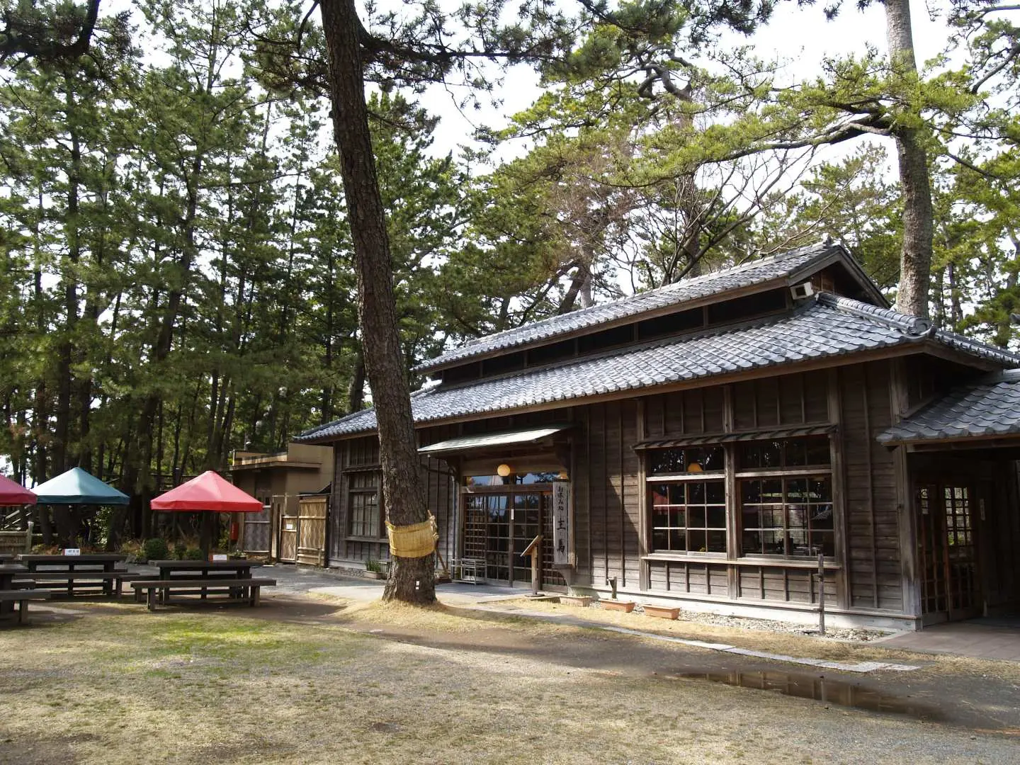 A retro Japanese building within Numazu Imperial Villa Memorial Park, serving as Café Shuuma or a seasonal tea house, offering outdoor umbrella seating for visitors to savor unique local cuisine and leisurely moments surrounded by pine trees.