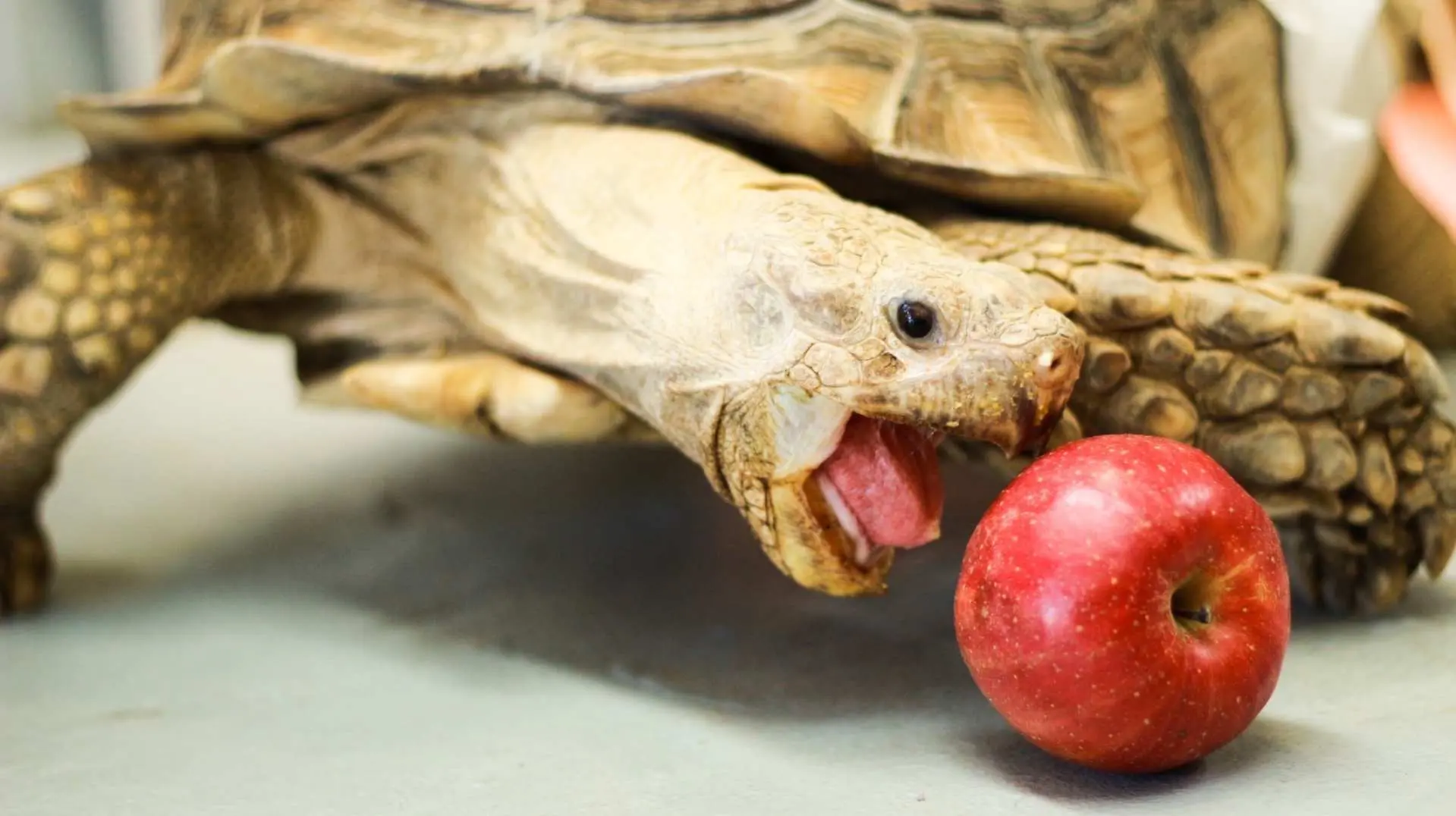 A large tortoise in Osaka Rinku Reptile Cafe with its mouth open, about to eat a fresh red apple, showcasing an intimate interactive experience with rare reptiles.