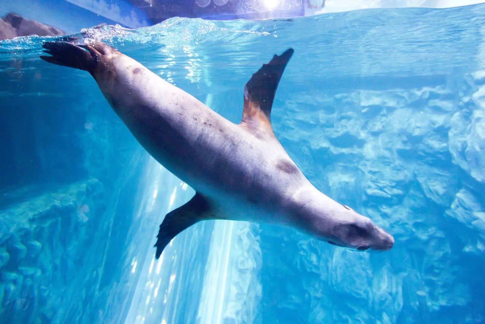 A sea lion gracefully swims in the clear, azure water at Seoul Lotte World Aquarium, showcasing its agile and charming demeanor as a popular marine star.
