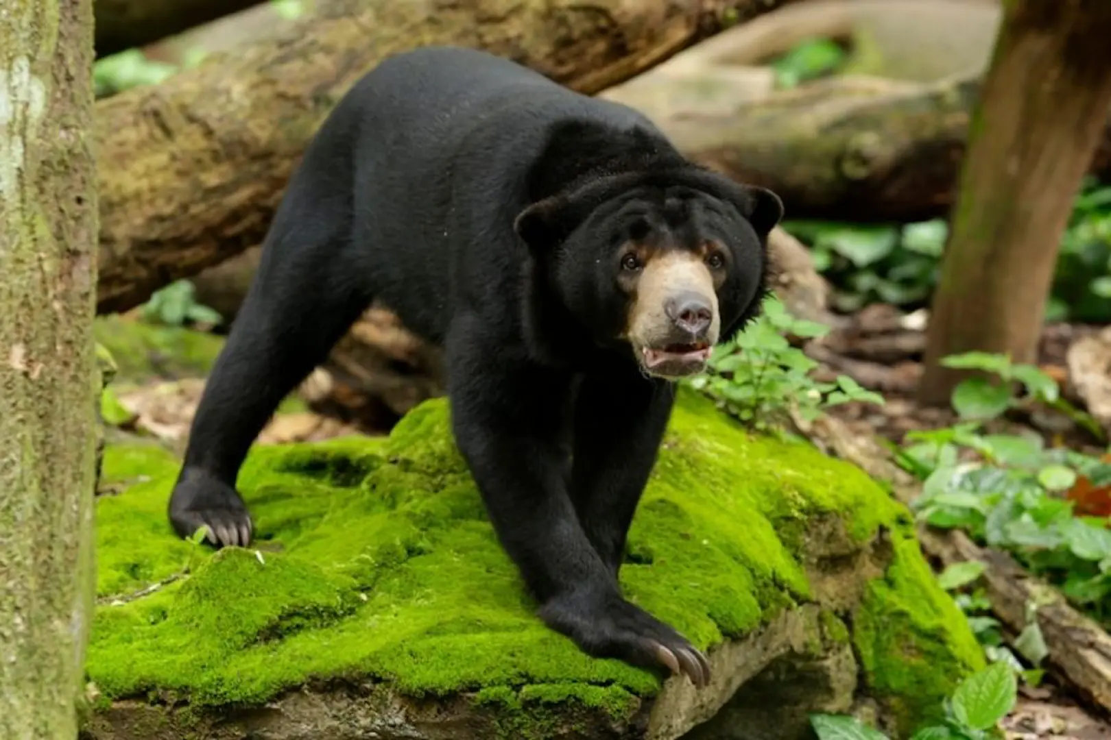 A Malayan Sun Bear stands on a mossy rock in its natural habitat at Singapore's Mandai Wildlife World Asia Rainforest Adventure, showcasing its unique appearance.