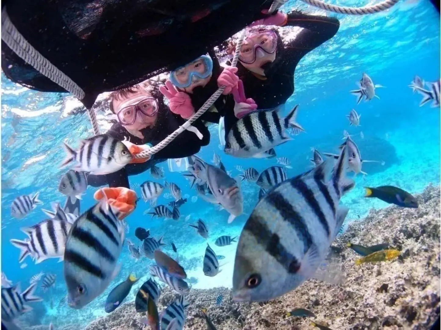 ＜体験＞
お魚や綺麗なサンゴ礁の中を自由に泳いで満喫！クマノミにも会えるかも？