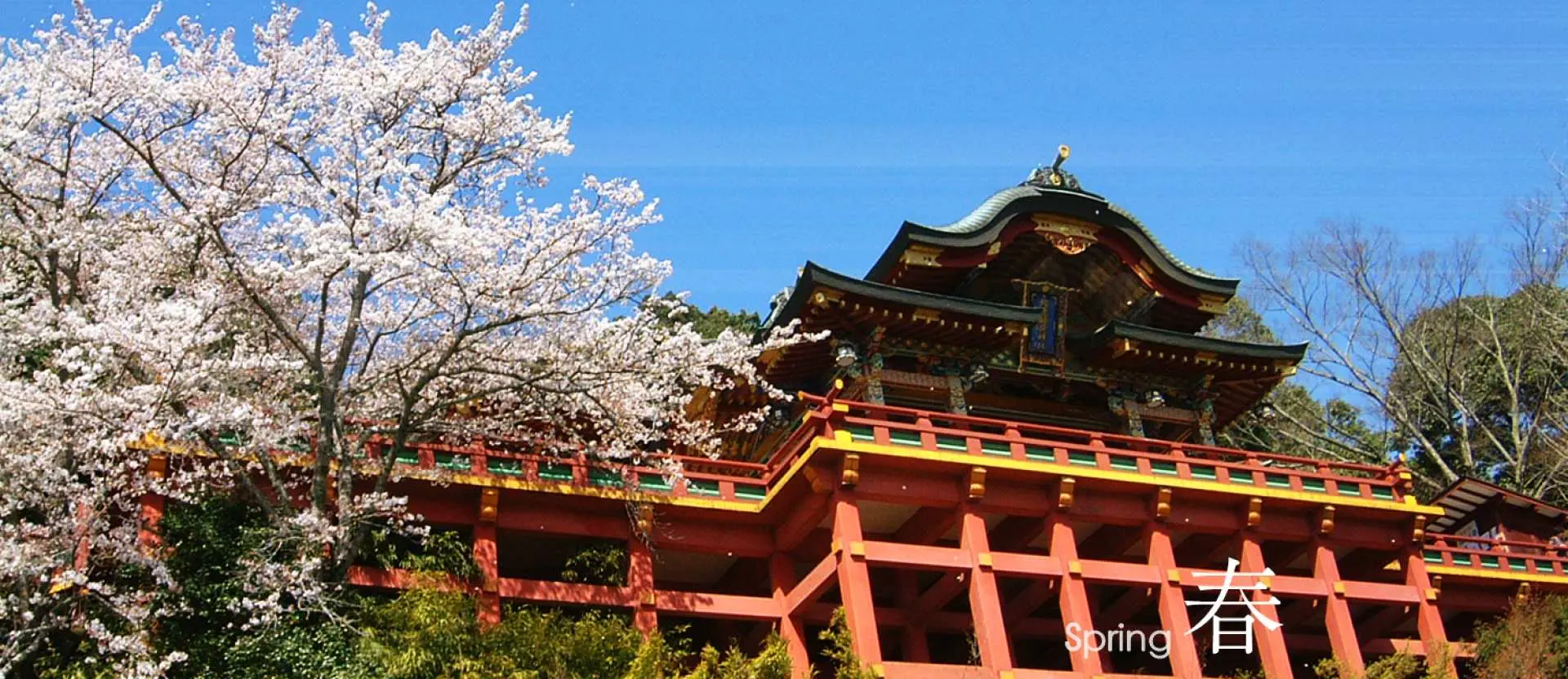 佐賀の祐徳稲荷神社の春の壮大な光景。満開の桜が壮麗な赤い神殿を取り囲み、太陽の光が降り注ぎ、神社ならではの春の風情を表現しています。