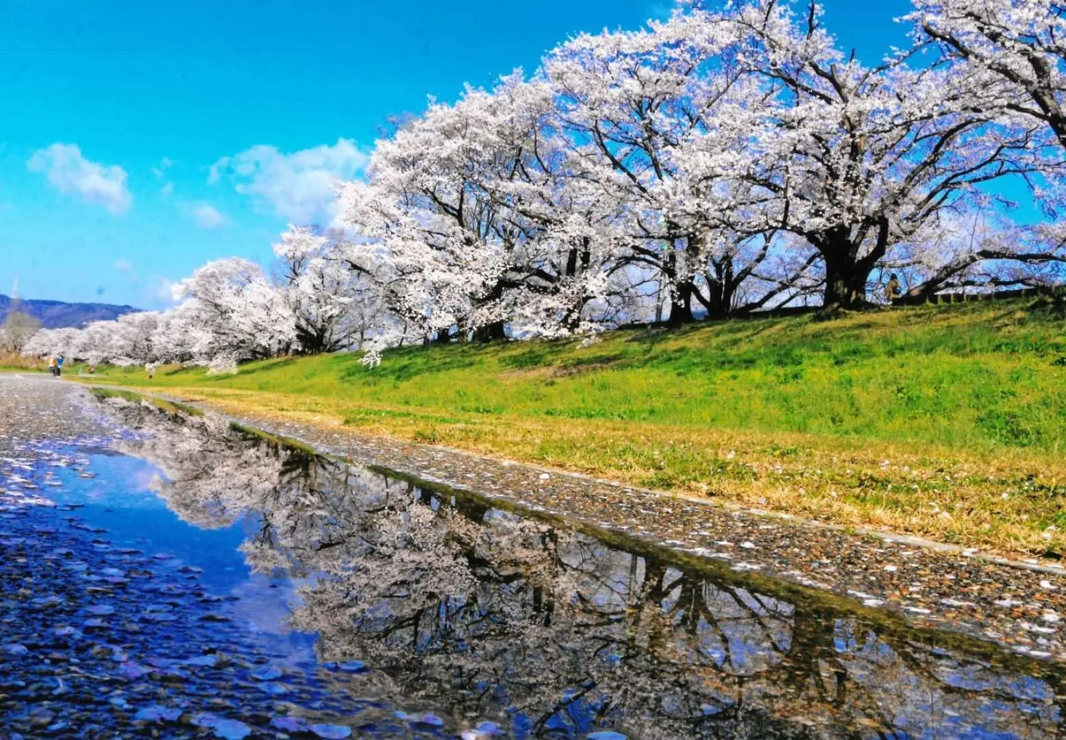 淀川背割堤の春季限定桜並木。満開の桜並木が川岸に沿って広がり、桜色の花びらがきらめく水面に映し出されます。