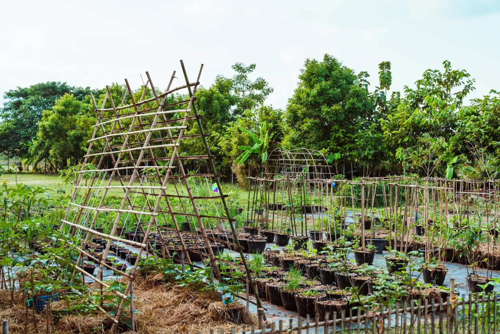 An expansive organic vegetable garden at The Rice Barn Thai Cooking Farm in Chiang Mai, brimming with fresh herbs and vegetables grown for the cooking classes.