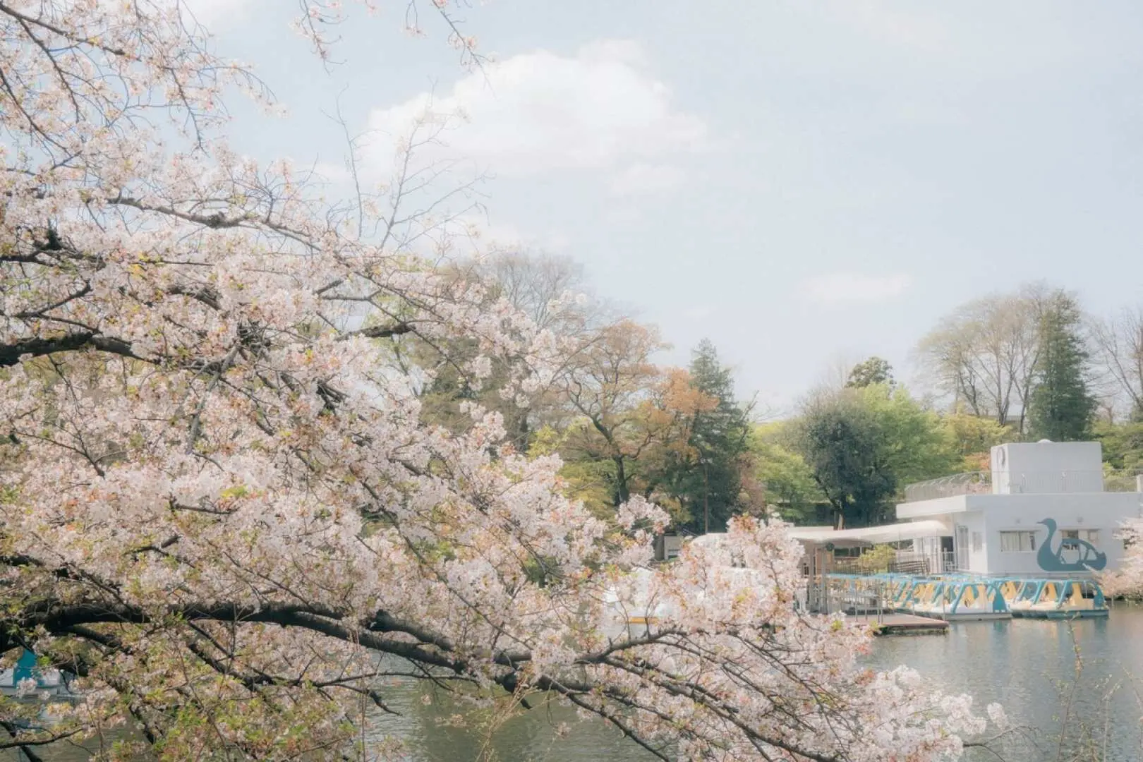 東京上野恩賜公園盛開的櫻花枝垂於湖畔，遠方白色建築與天鵝船點綴其間，描繪春日東京的寧靜賞櫻勝地。