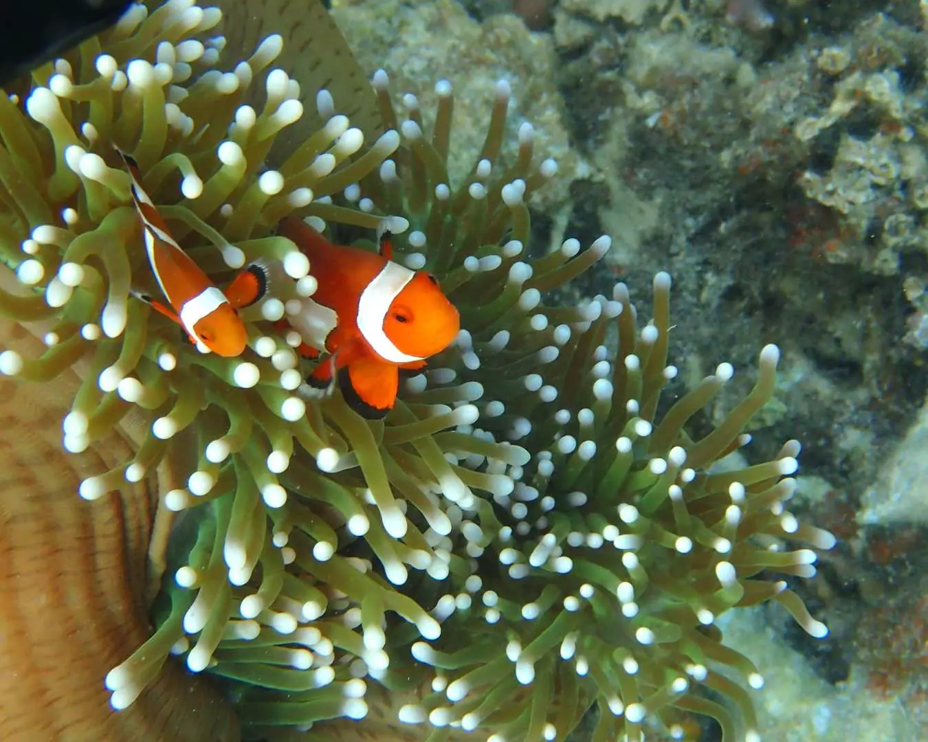 ชมสัตว์น้ำและปะการังที่ยังสมบูรณ์