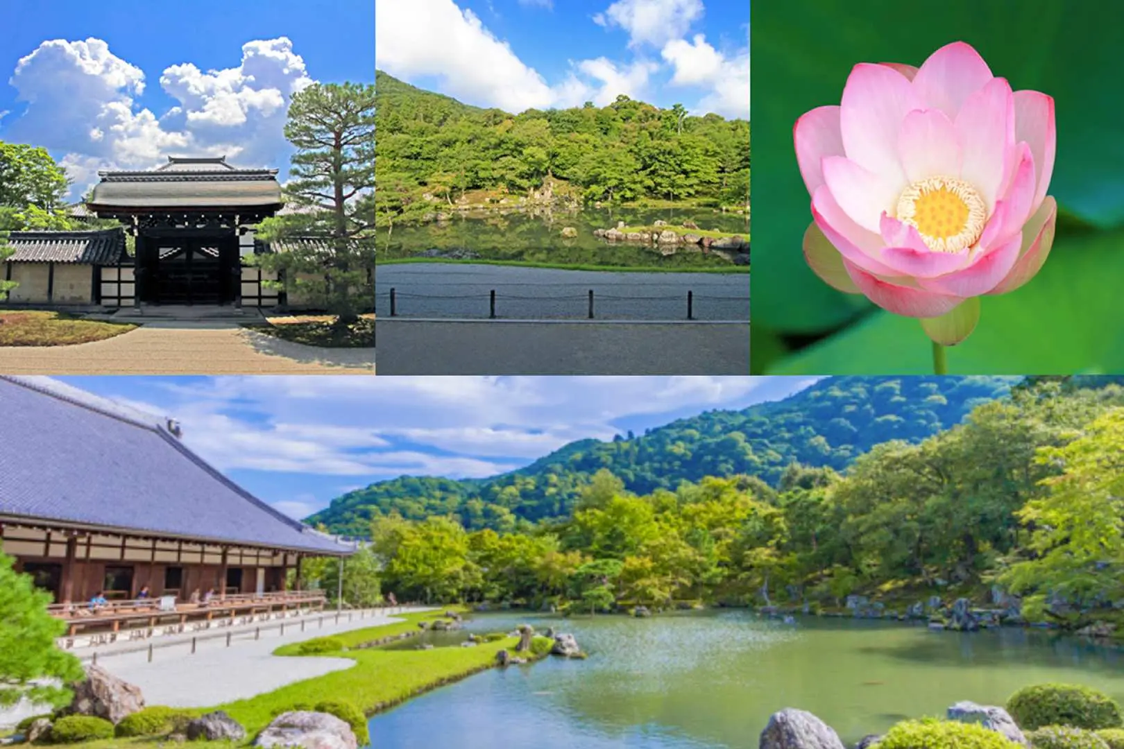 京都天龍寺周邊景點拼貼，包含古寺入口、綠意盎然的山路、盛開的荷花及寺院池泉庭園，展現多元風貌。
