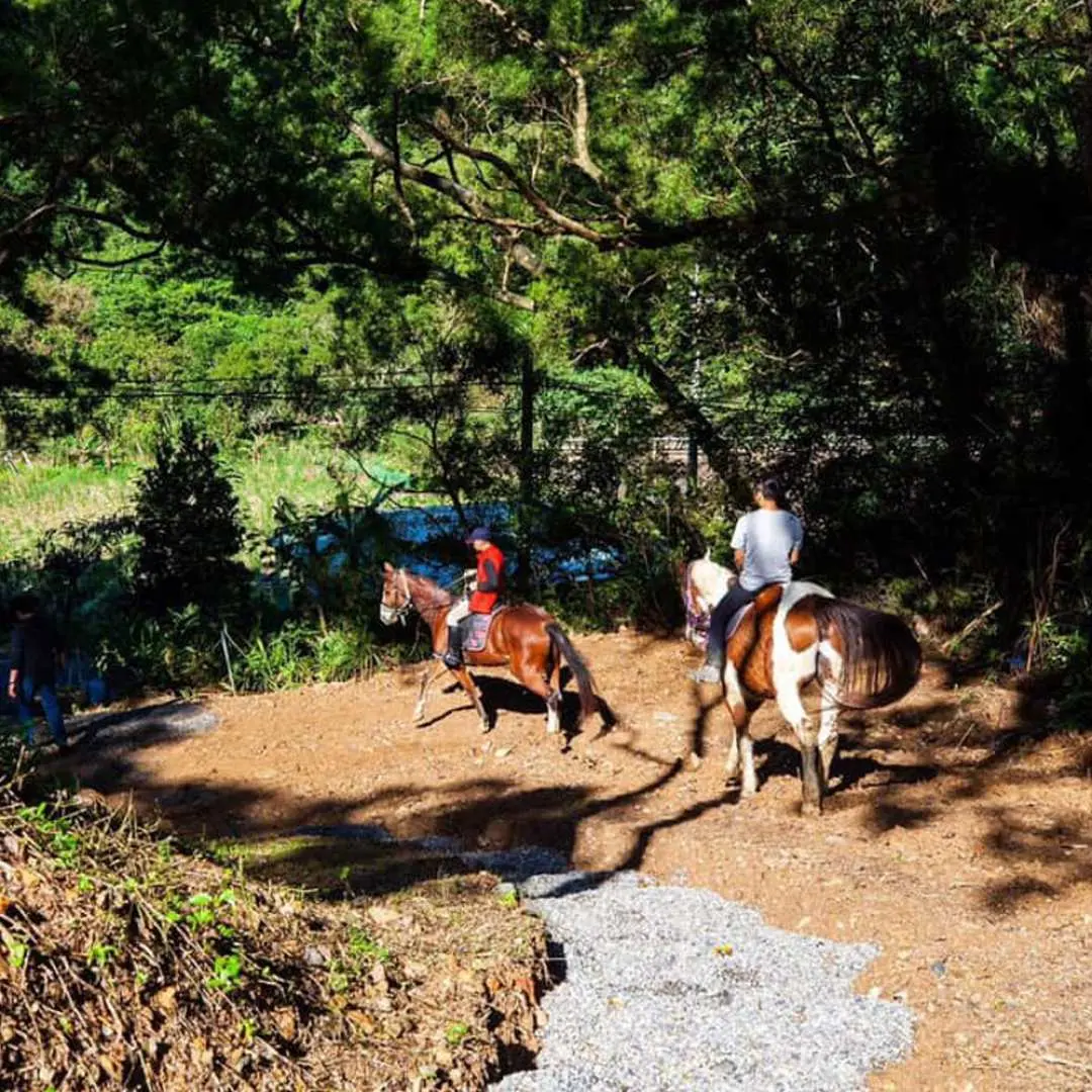 Yilan Wai'ao Little Hill Horse Farm mountain trail riding. Visitors, led by a professional coach, ride horses through lush green mountain paths, enjoying nature's freedom.