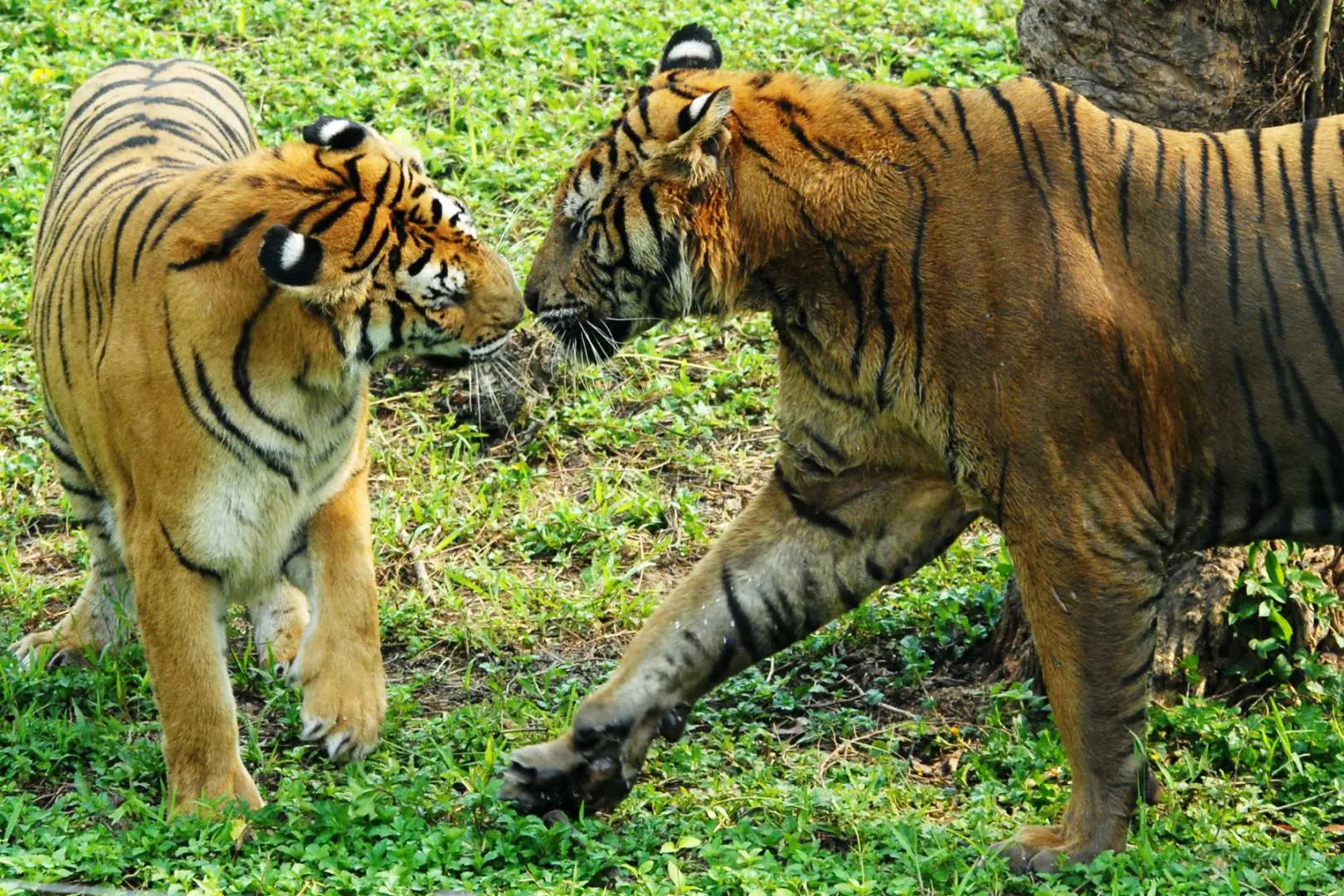 兩隻華南虎喺綠色草地上互相親近，展現深圳野生動物園內國家一級保護動物嘅自然互動，係親子家庭探索珍稀動物嘅好機會。