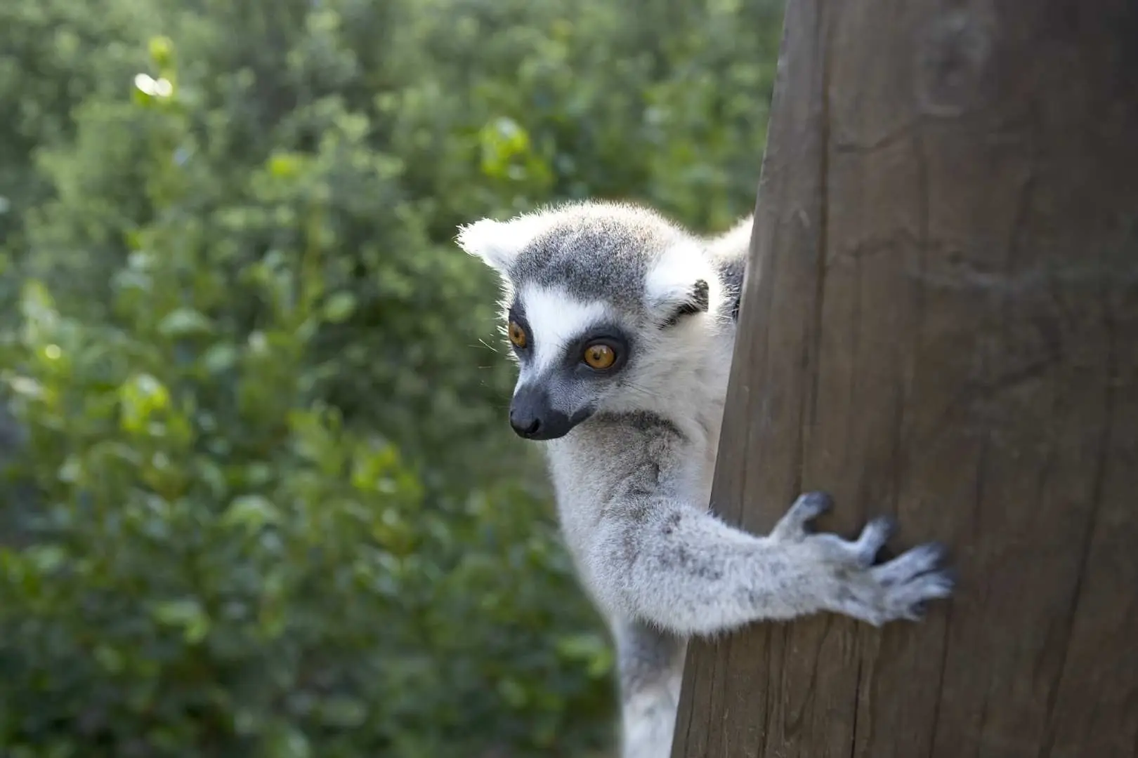 狐猴（Lemur）