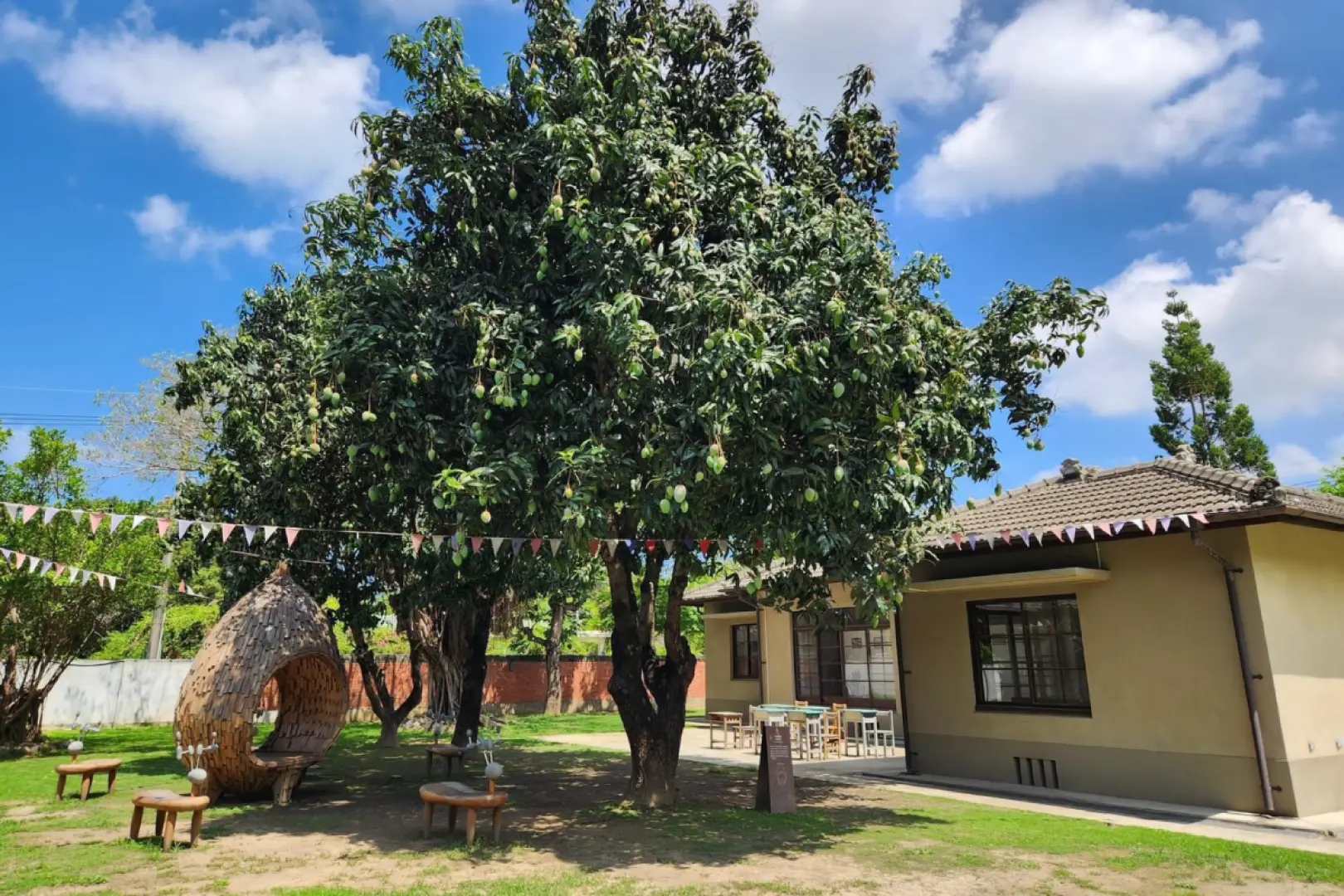 Sunlight bathes a Zuoying military dependents' village courtyard, featuring creative seating under a lush mango tree, surrounded by historical buildings, creating a leisurely cultural experience atmosphere.