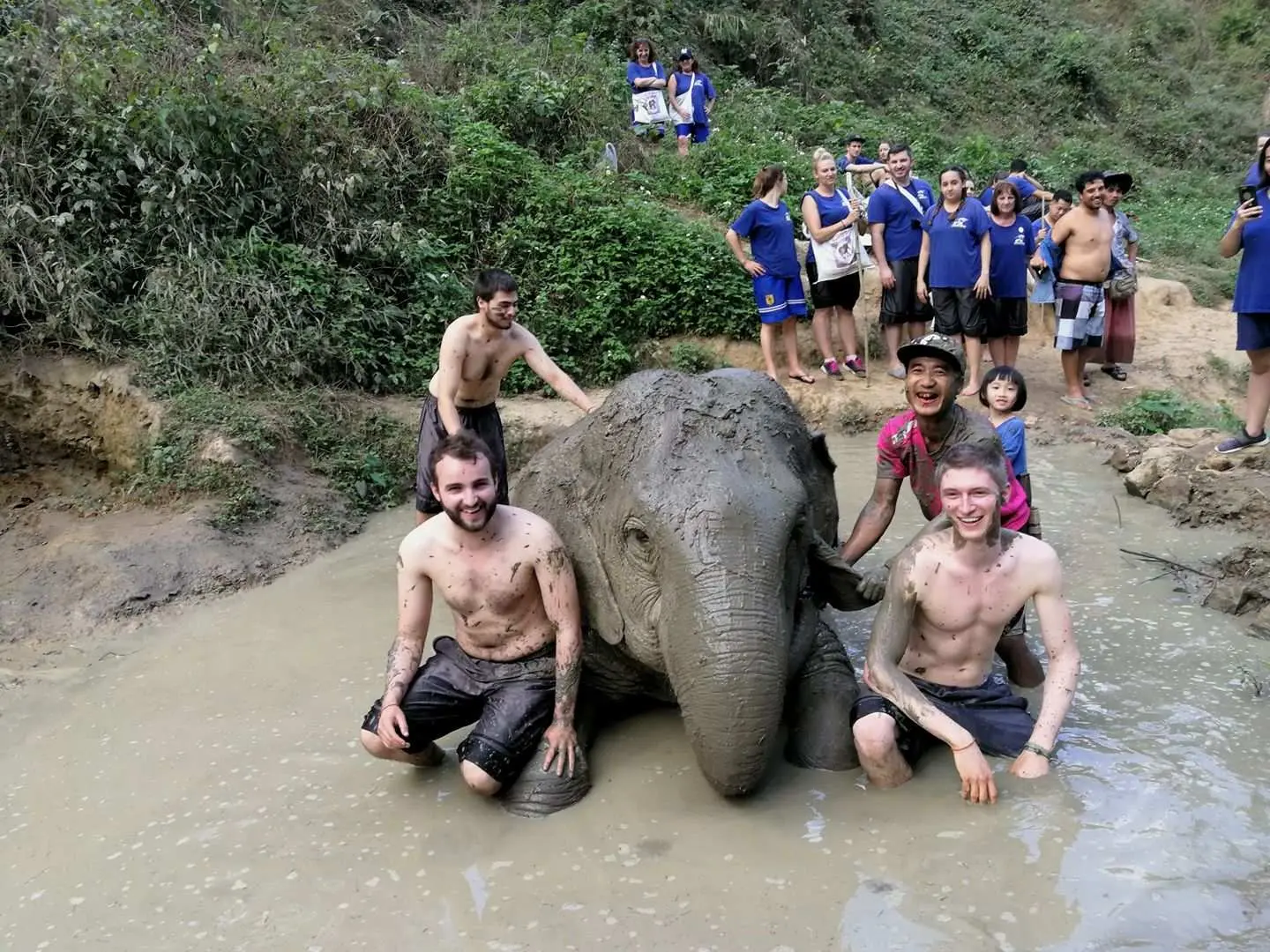 Have fun with the elephants in a mud bath