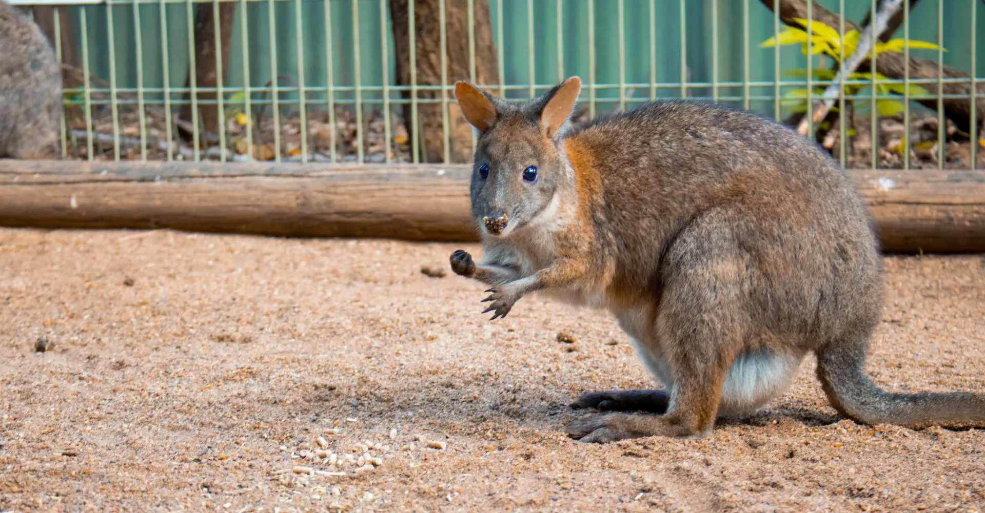 Meet and greet adorable Aussie animals and Featherdale Sydney Wildlife Park