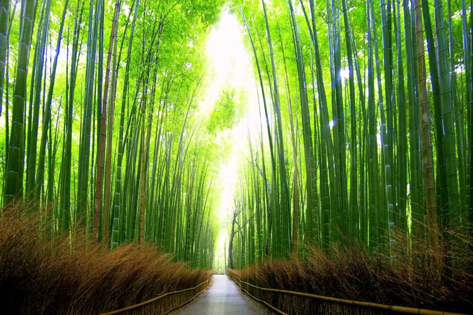 Arrive at [Sagano Arashiyama], free to walk around