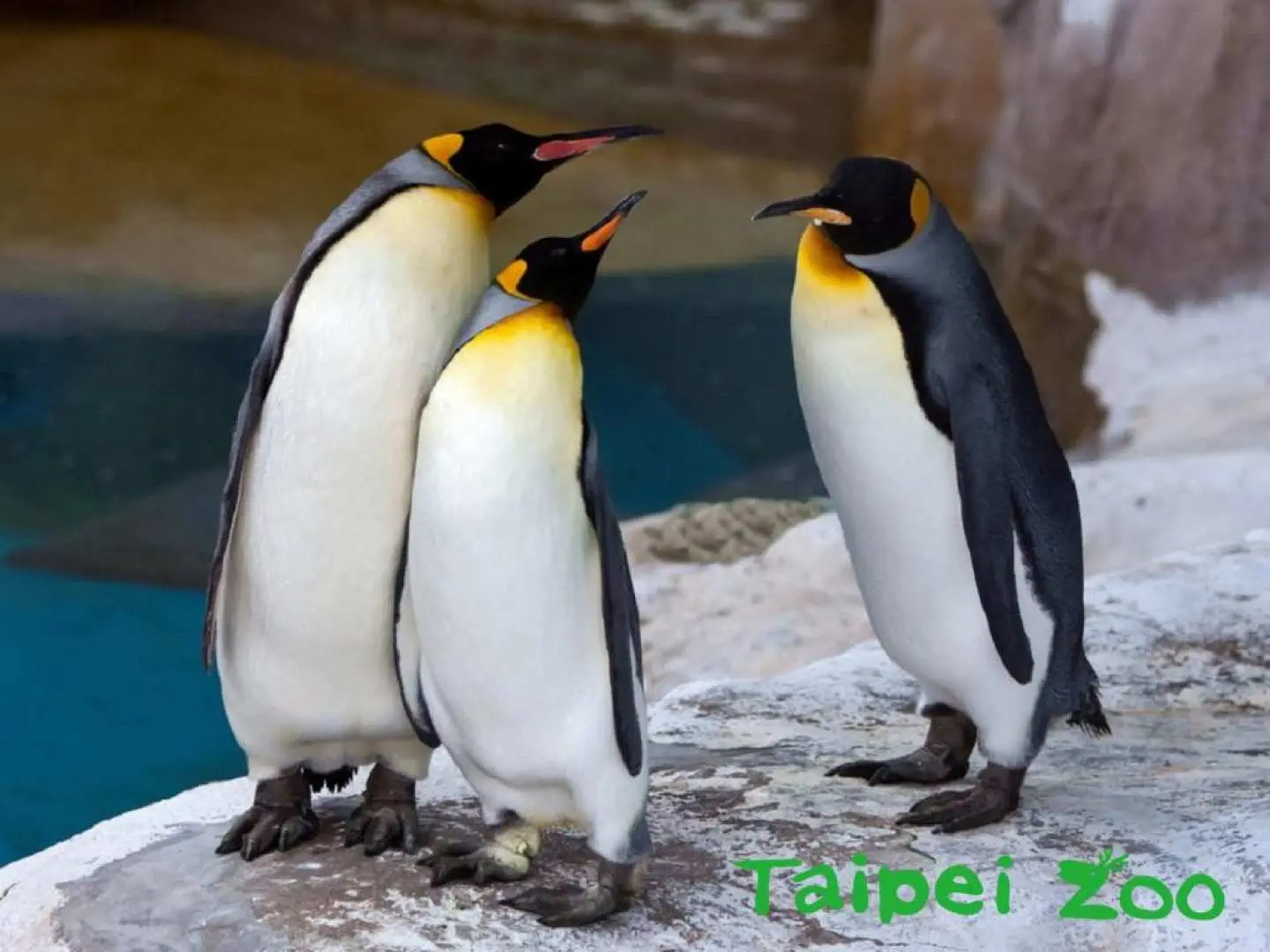 Three lively emperor penguins stand on rocks in Taipei Zoo's Penguin House, showcasing their unique postures, drawing visitors of all ages to observe and enjoy.