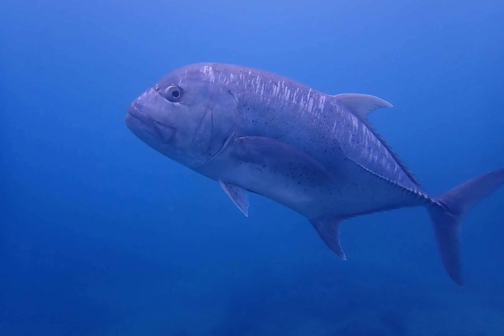 A large silver trevally swims gracefully in the deep blue waters of Houbihu, Kenting, a surprising encounter during a certified diver's fun dive in Taiwan's beautiful underwater world.