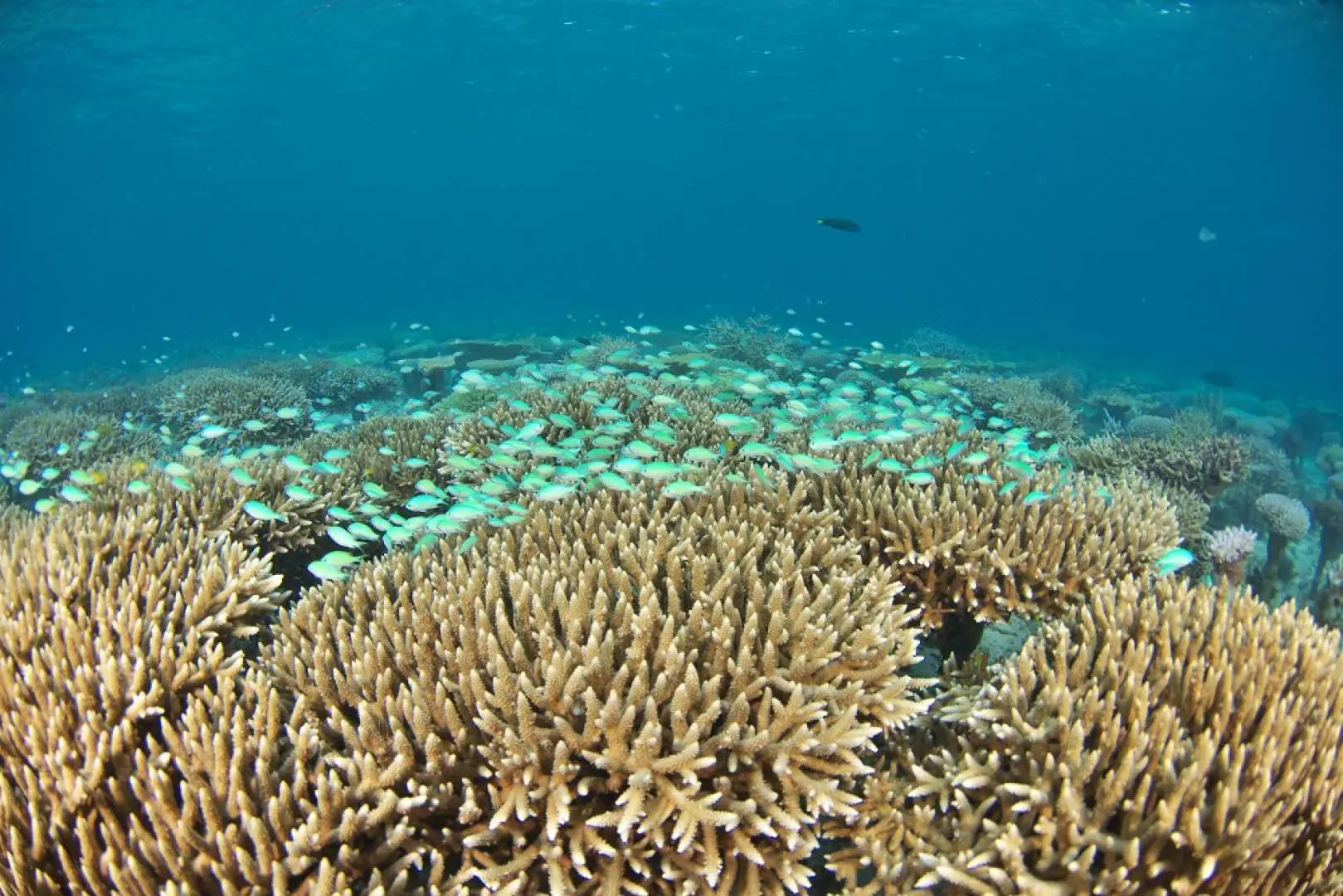 Okinawa's rich underwater ecosystem near Manza-mo, with vast coral reefs teeming with thousands of small, bright tropical fish, creating a spectacular marine landscape.