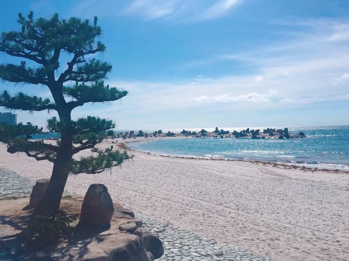 和歌山白濱海岸的潔白沙灘與湛藍海水，前景一棵造型優美的松樹為景色增添東方韻味，享受海濱悠閒。