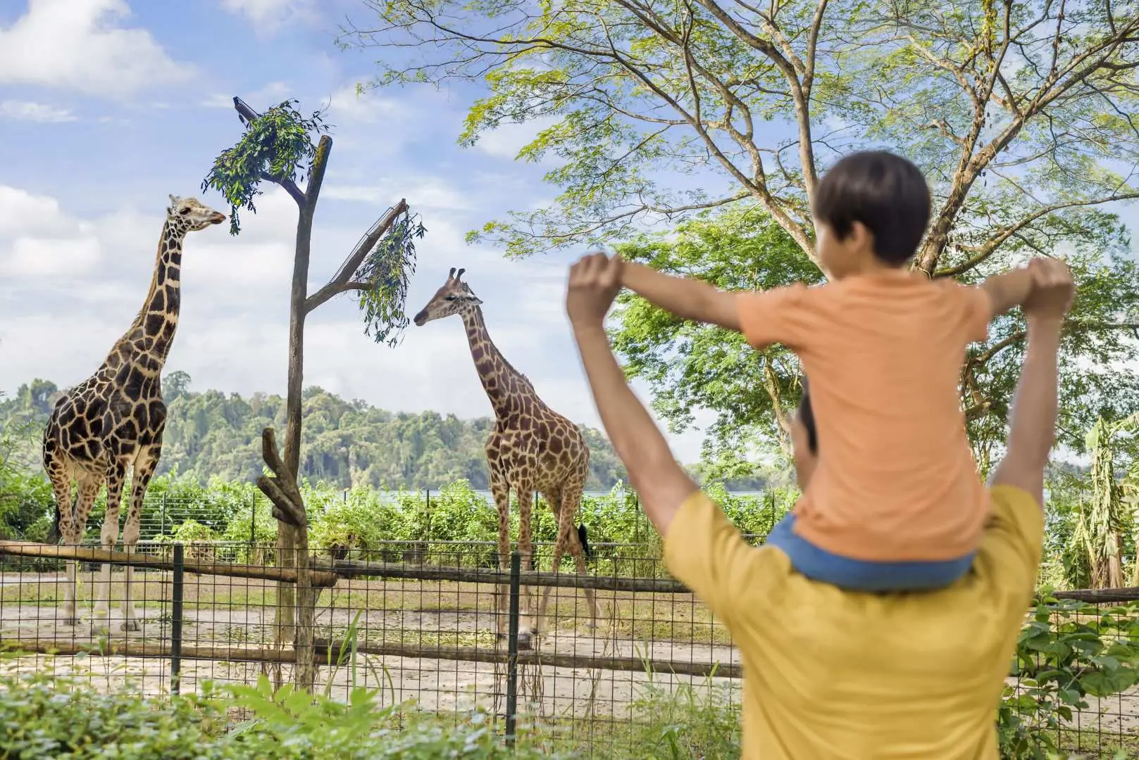 ที่ Singapore Zoo พ่ออุ้มลูกชมยีราฟสองตัวเดินเล่นในคอกกว้างขวาง สนุกกับการเที่ยวชมสัตว์ป่ากับครอบครัว