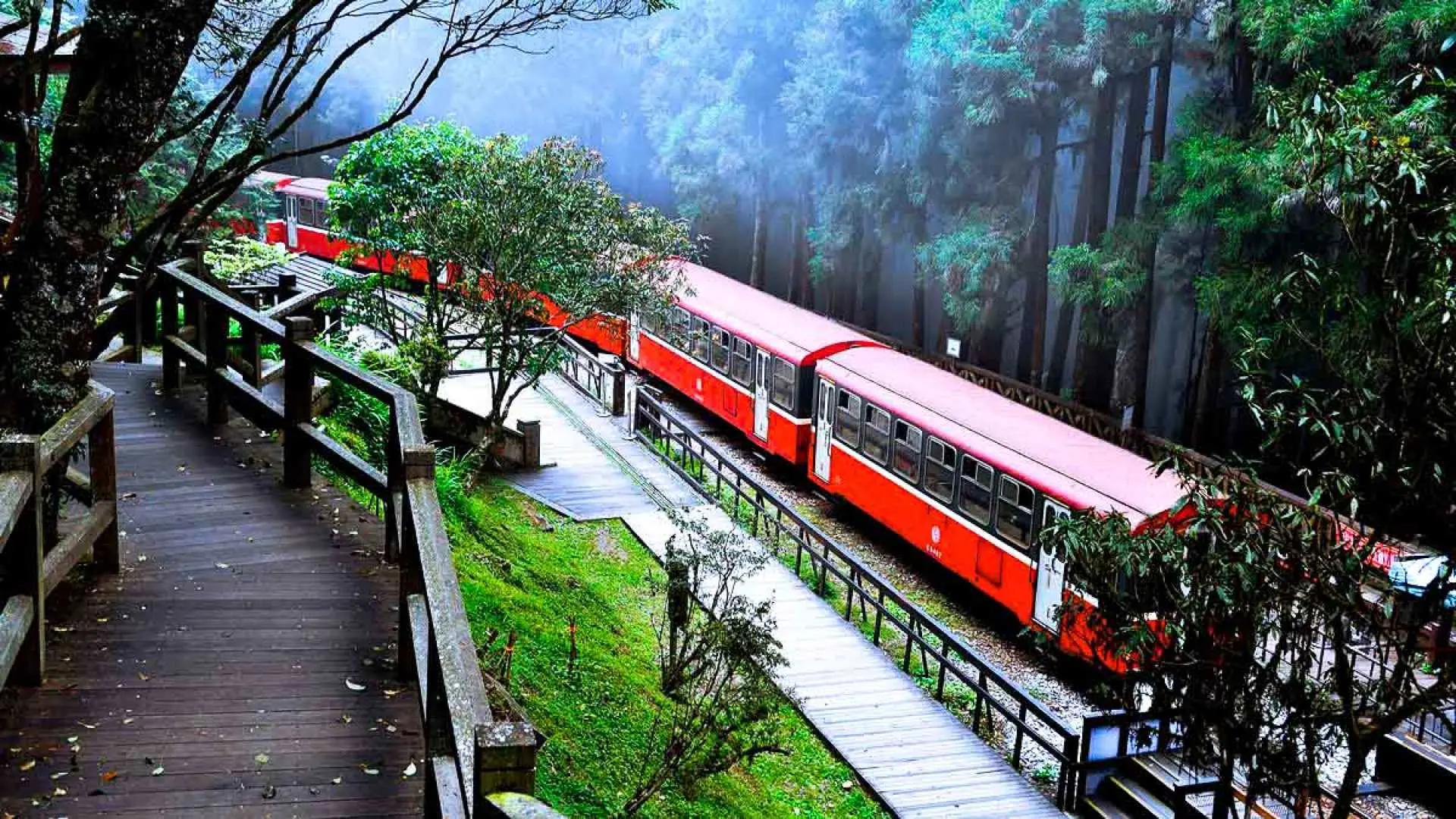 阿里山森林铁路的红色火车蜿蜒穿梭于苍翠山林间，旁边是木栈道，嘉义包车一日游轻松欣赏这经典美景。