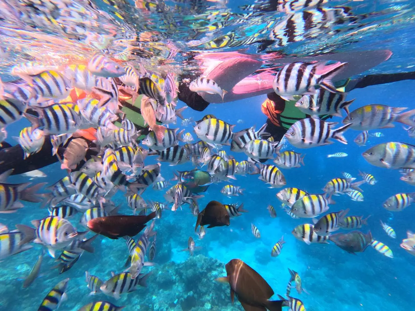 Snorkeling in Green Island's clear waters, tropical fish schools surround snorkelers, showcasing rich marine ecosystems, perfect for families to enjoy the beautiful underwater scenery.