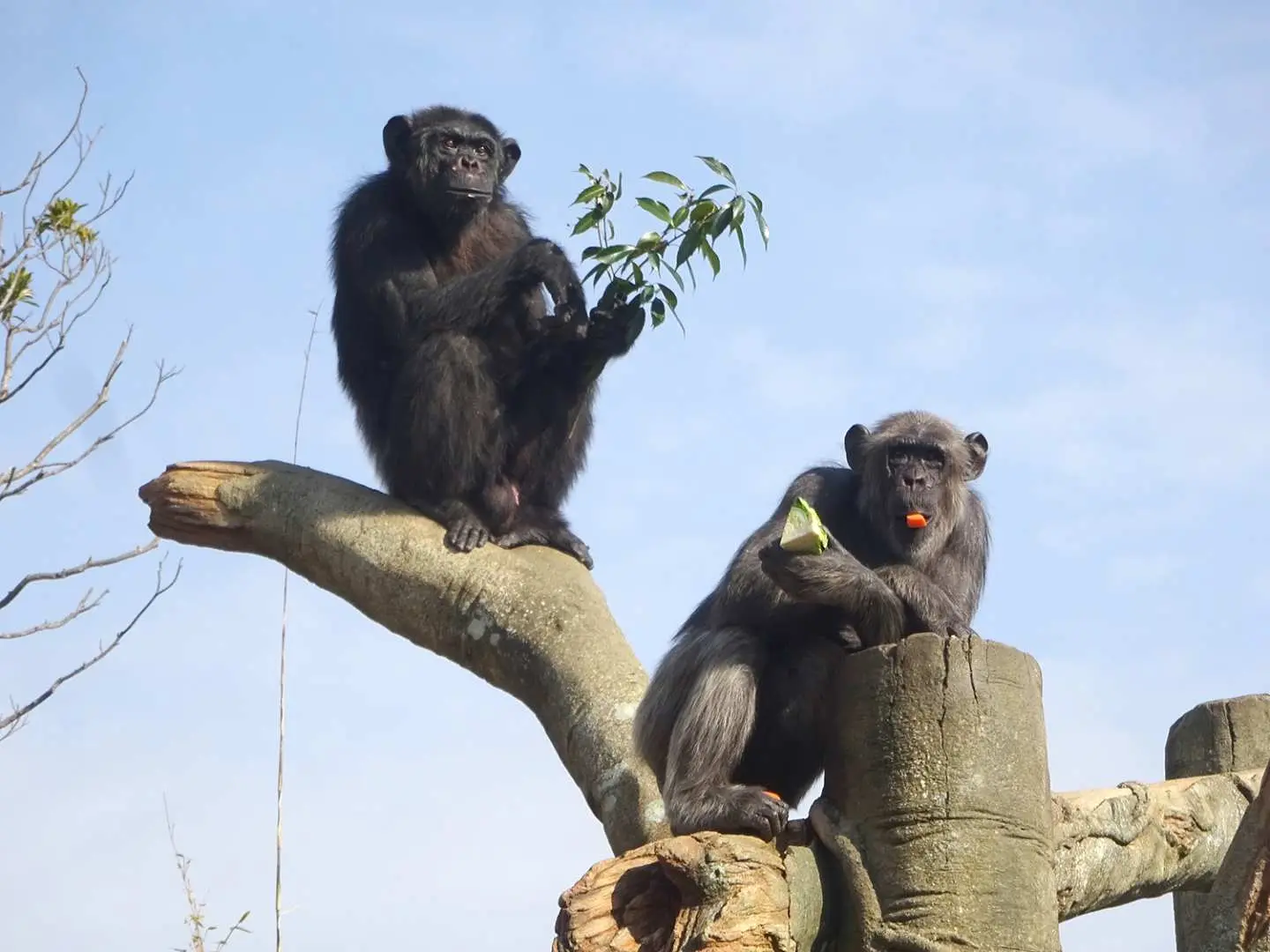 宮崎フェニックス自然動物園のチンパンジーの森で、2頭のチンパンジーが木の上で休憩し、1頭が新鮮な葉を美味しそうに食べている自然な姿。