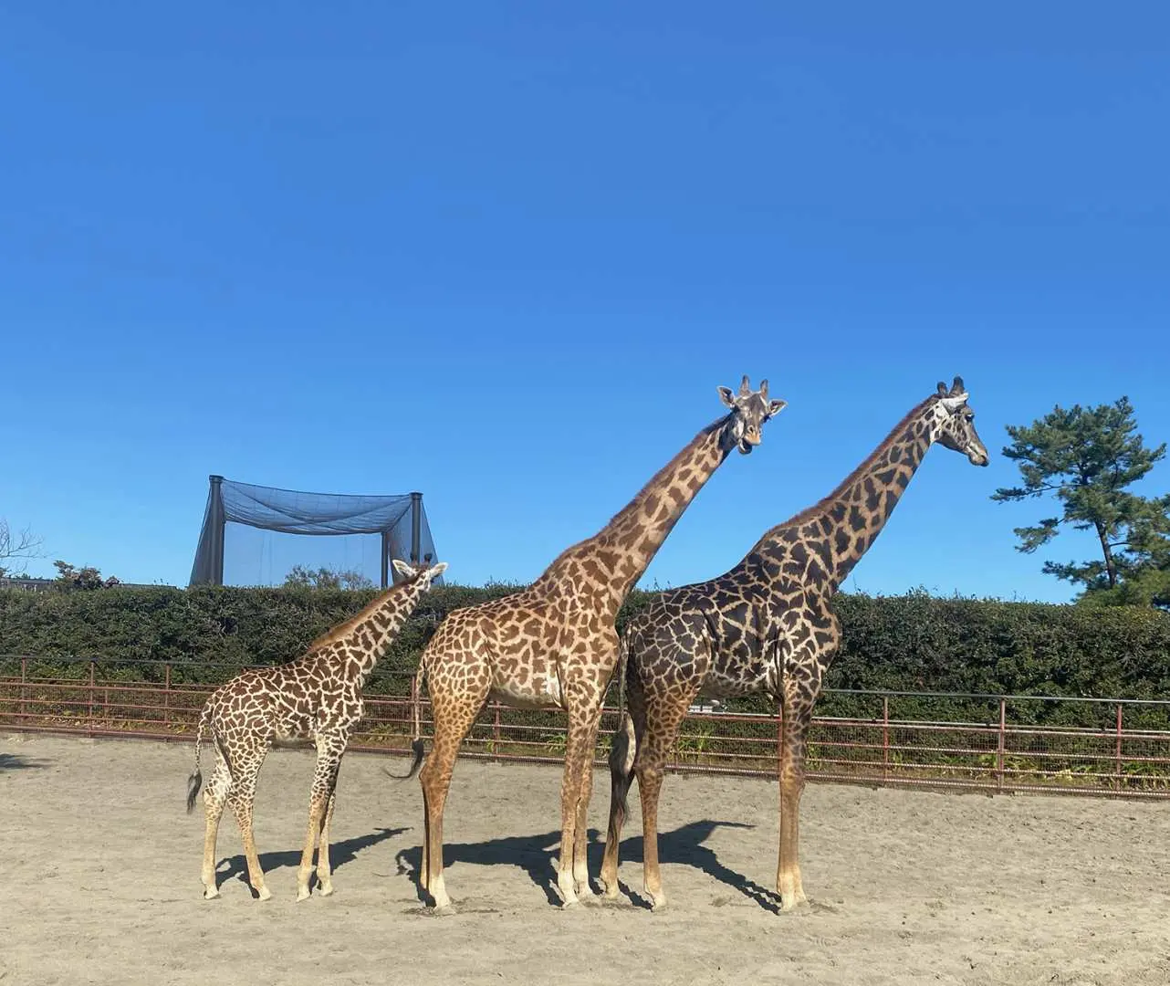宮崎フェニックス自然動物園のアフリカガーデンで、青空の下、3頭のキリンが悠々と散歩し、その優雅な姿を見せている、園内の人気動物。