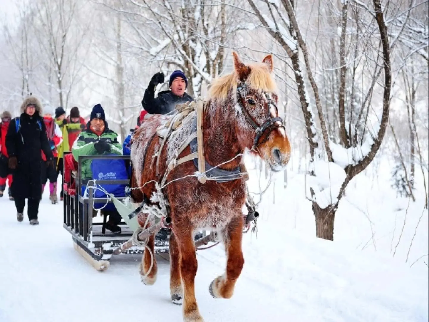 游客搭乘传统马拉雪橇穿越哈尔滨亚布力雪乡的林间雪道，感受东北冬季独有的浪漫与风情。