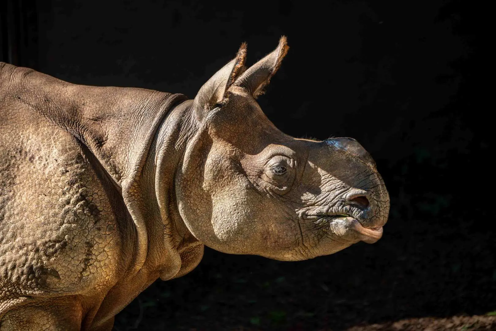 A close-up profile of a majestic rhinoceros at the Los Angeles Zoo, showcasing its unique skin texture and gentle expression for wildlife conservation.