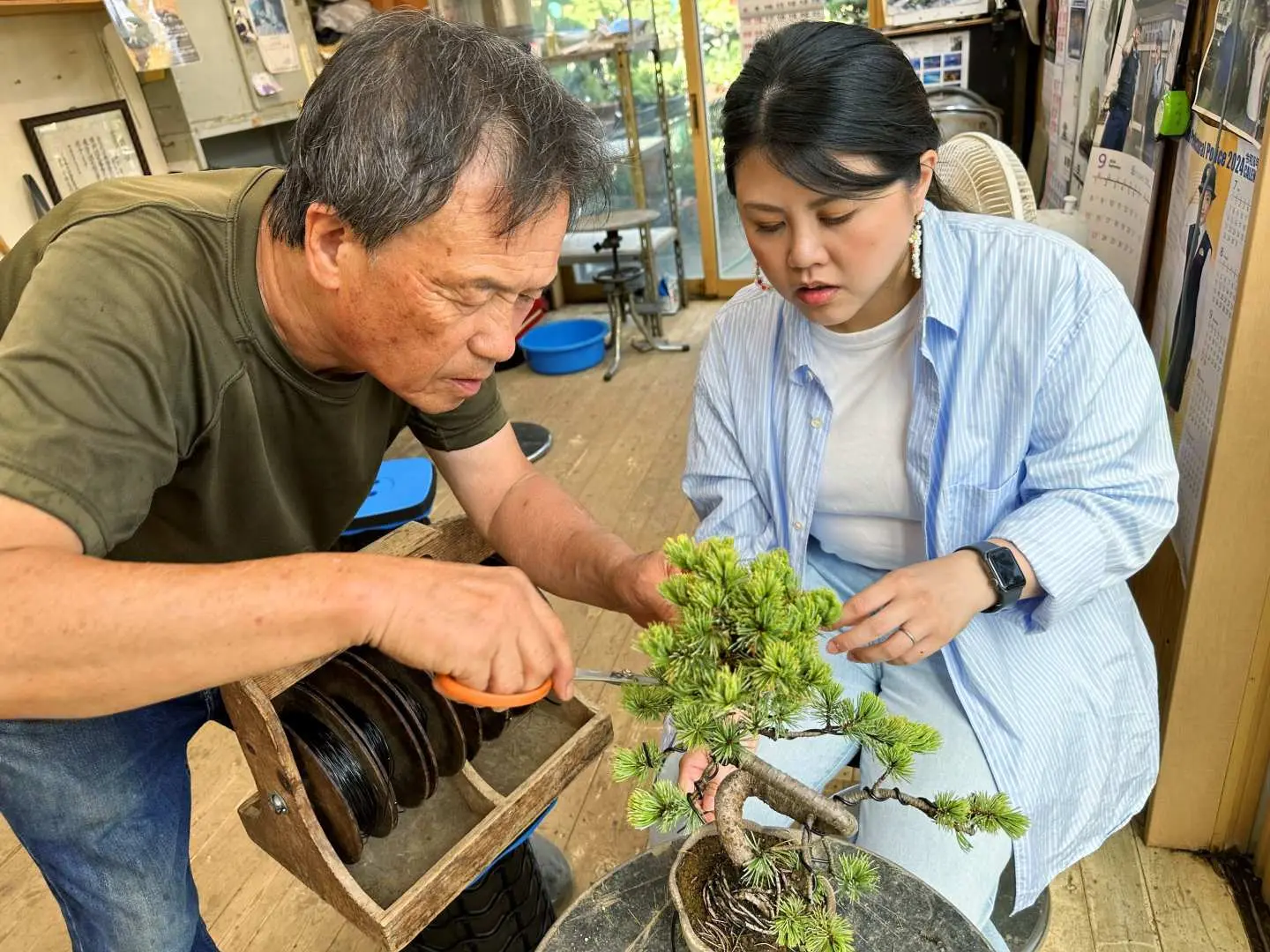 大阪池田的專業盆栽職人現場指導學員修剪松樹盆栽，初學者也能輕鬆上手，感受日式美學。