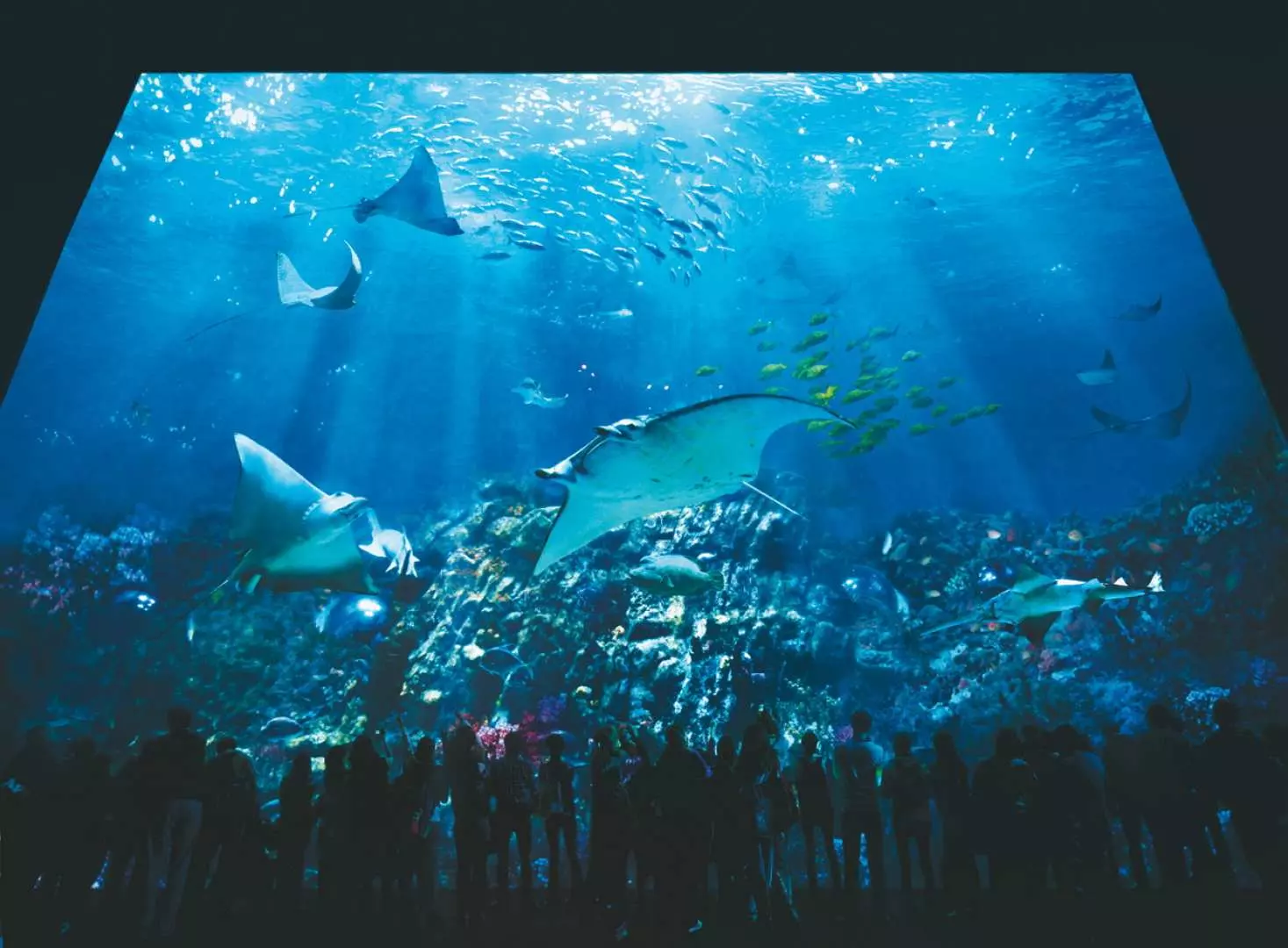 Inside Hong Kong Ocean Park's grand aquarium, countless marine creatures swim freely in the vibrant blue waters, with elegant manta rays gliding past, offering visitors an immersive spectacle through the massive viewing window.
