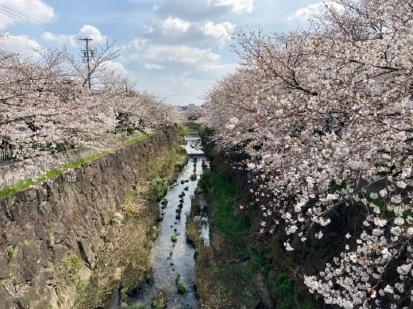 【入●山崎川四季之道〉入●三井OUTLET PARK爵士之夢長島〉入●新特麗亞名古屋中部國際機場／高雄】